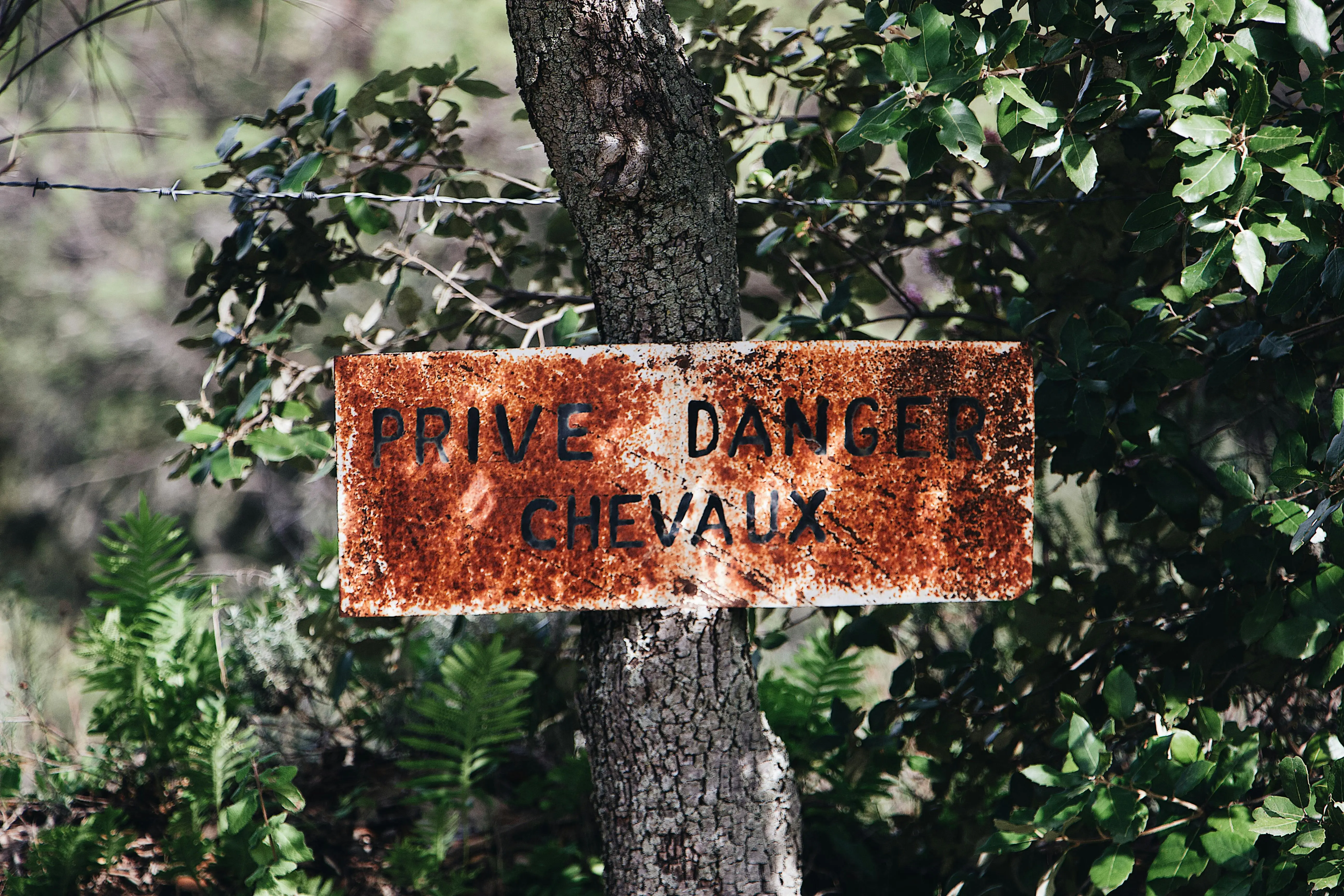 one bite mouse poison An old French warning sign on a tree amidst lush greenery, indicating danger and private property.