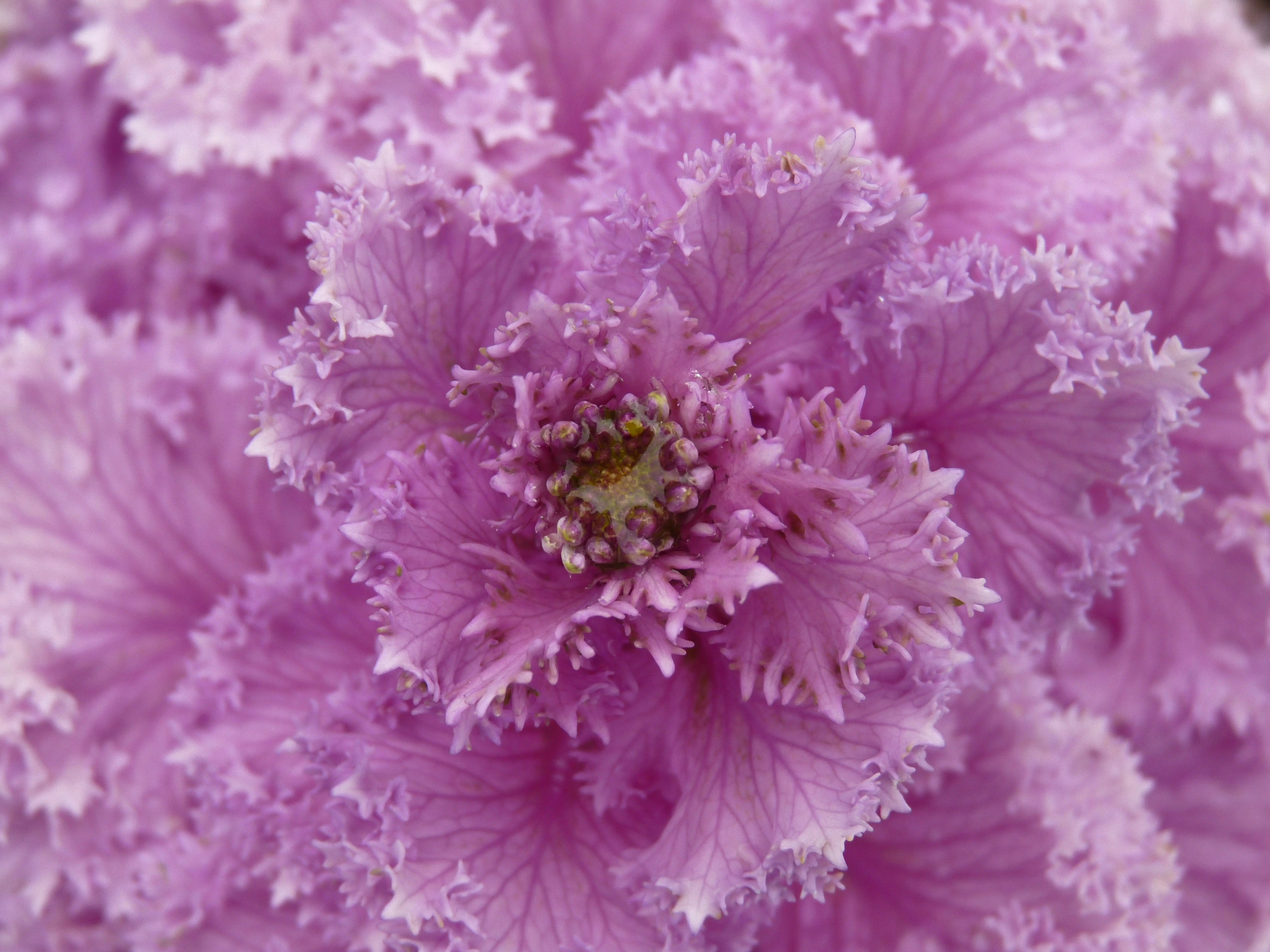 flowers that start with v Closeup fragment of purple delicate flower with tender openwork petals and stamens growing in garden in summer time in nature