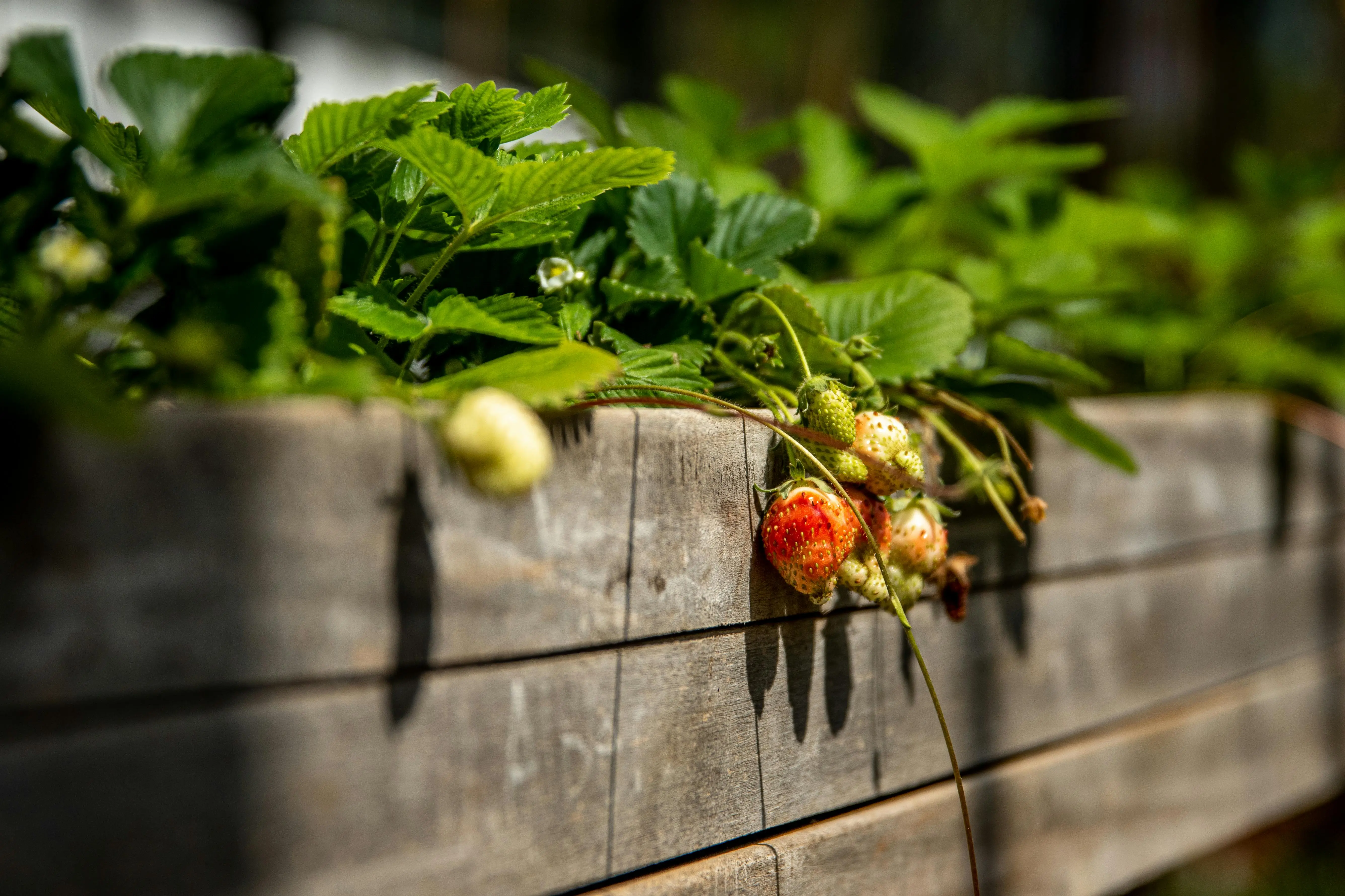 raised circular garden beds Close-up of unripe strawberries hanging over a wooden garden bed in sunlight.