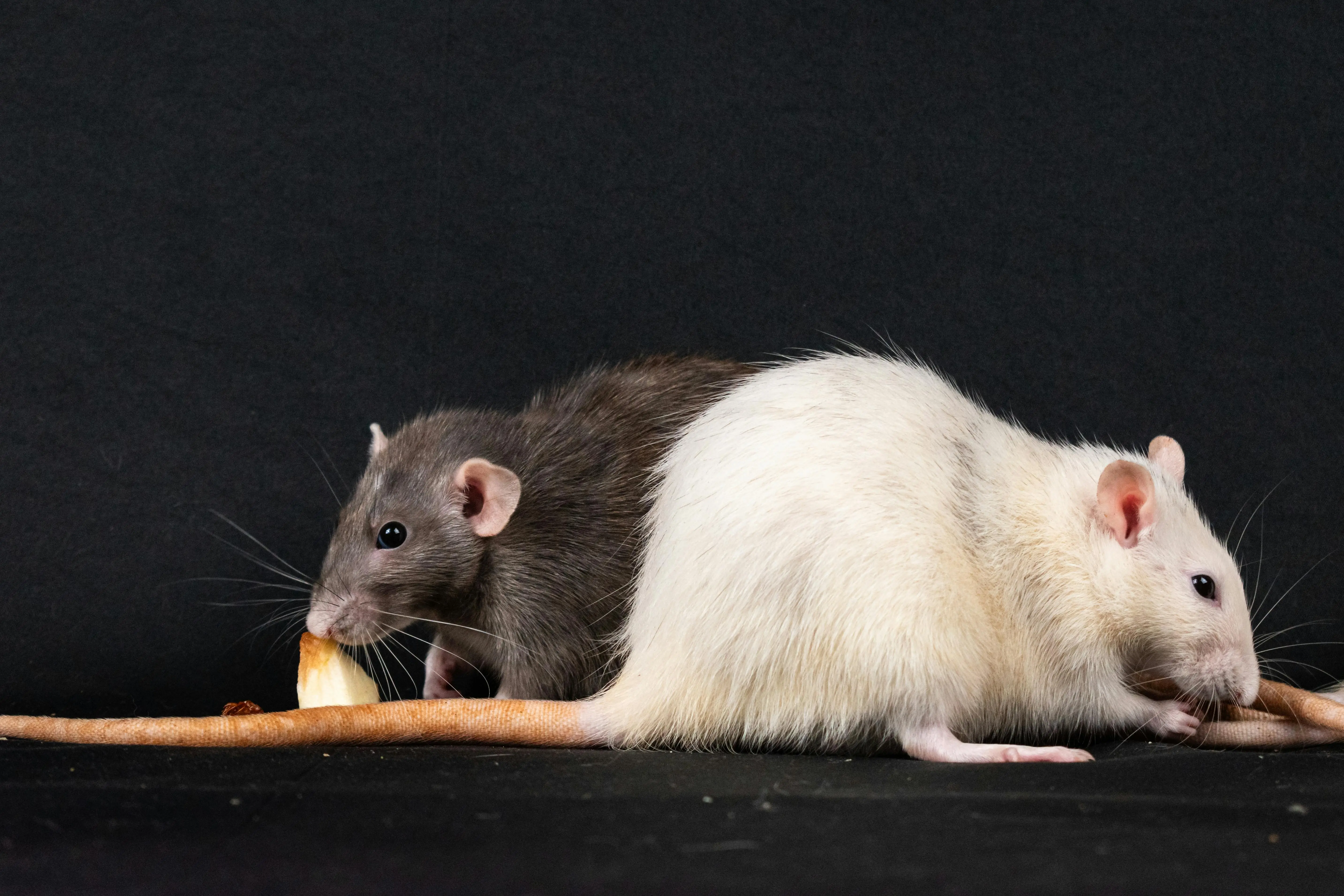 farnam just one bite ii rat Two pet rats enjoying food against a black background, highlighting rodent companionship.