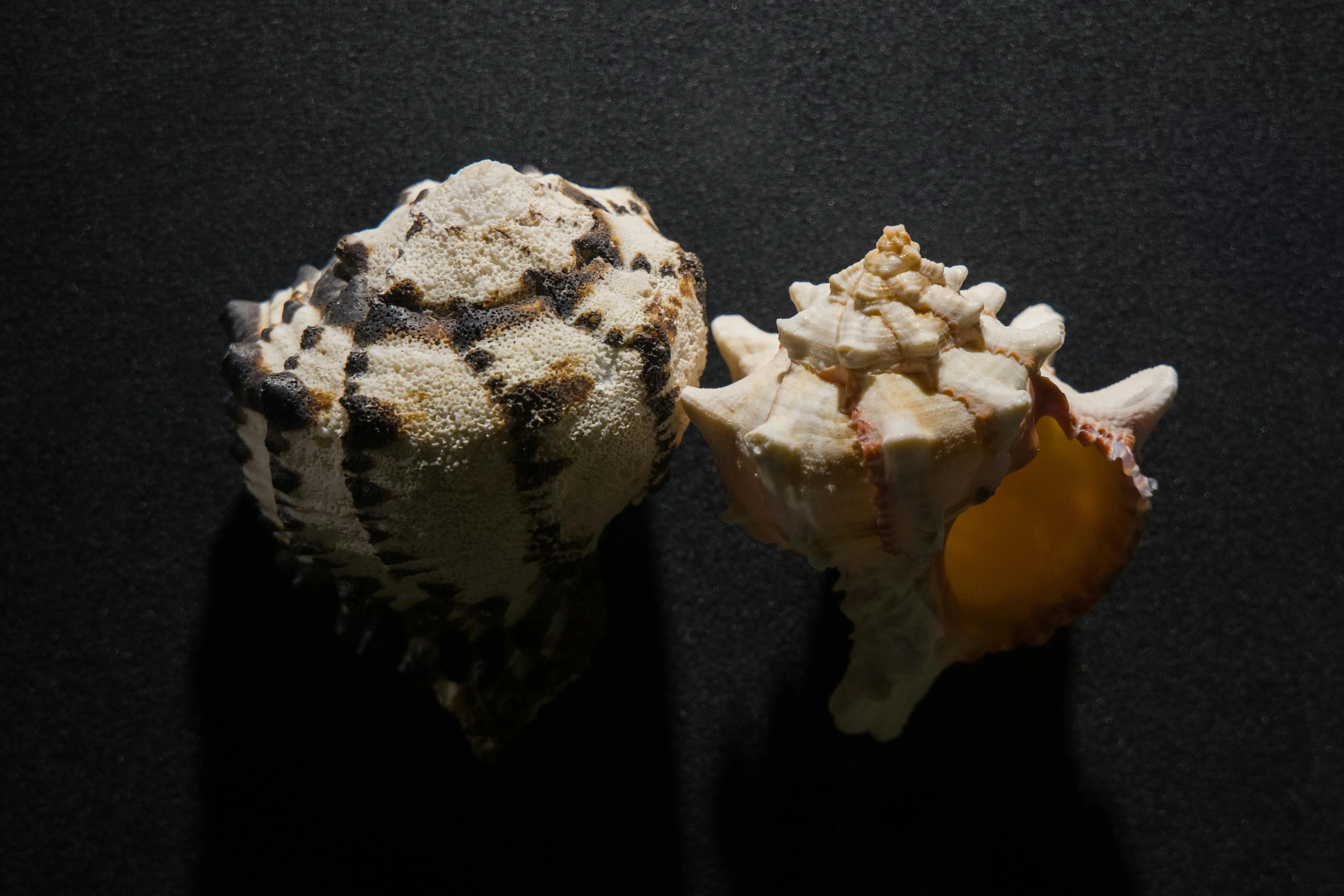 beach chandelier Close-up photograph of two intricate seashells on a dark background, showcasing texture and natural patterns.