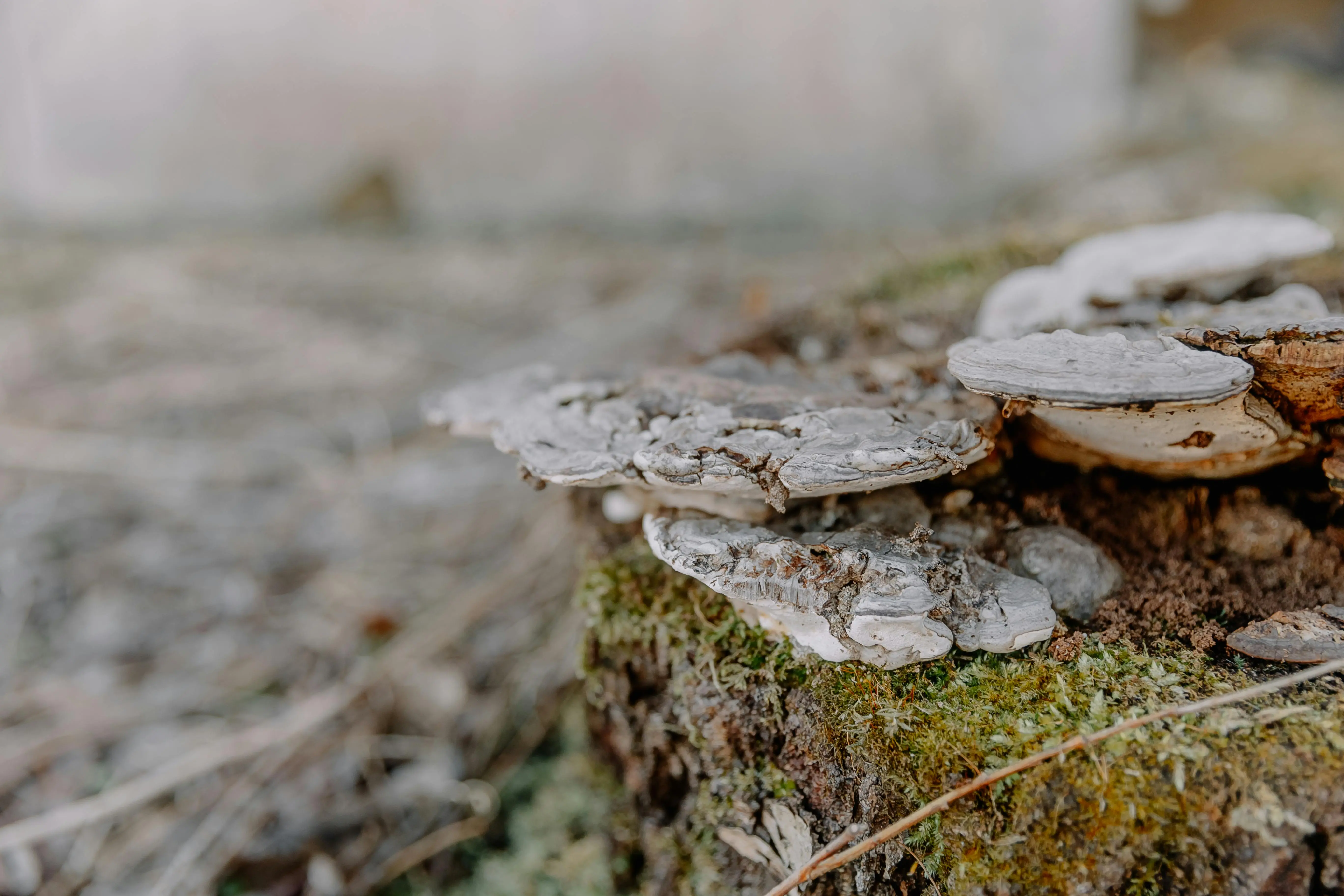 shelf and rod bracket Detailed view of bracket fungi growing on a moss-covered tree stump outdoors.