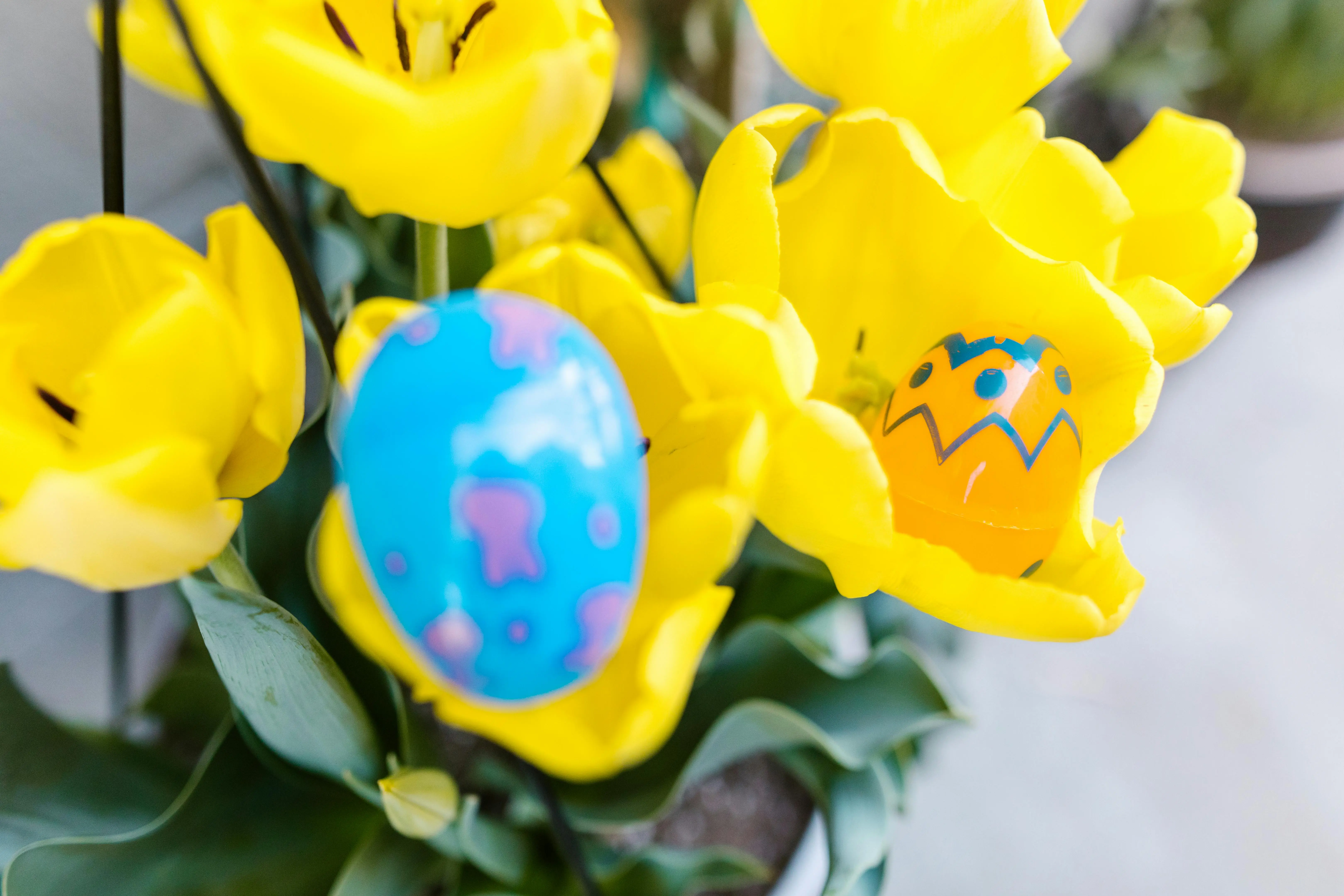 easter with flowers Brightly colored Easter eggs nestled among vibrant yellow tulips symbolizing spring and celebration.