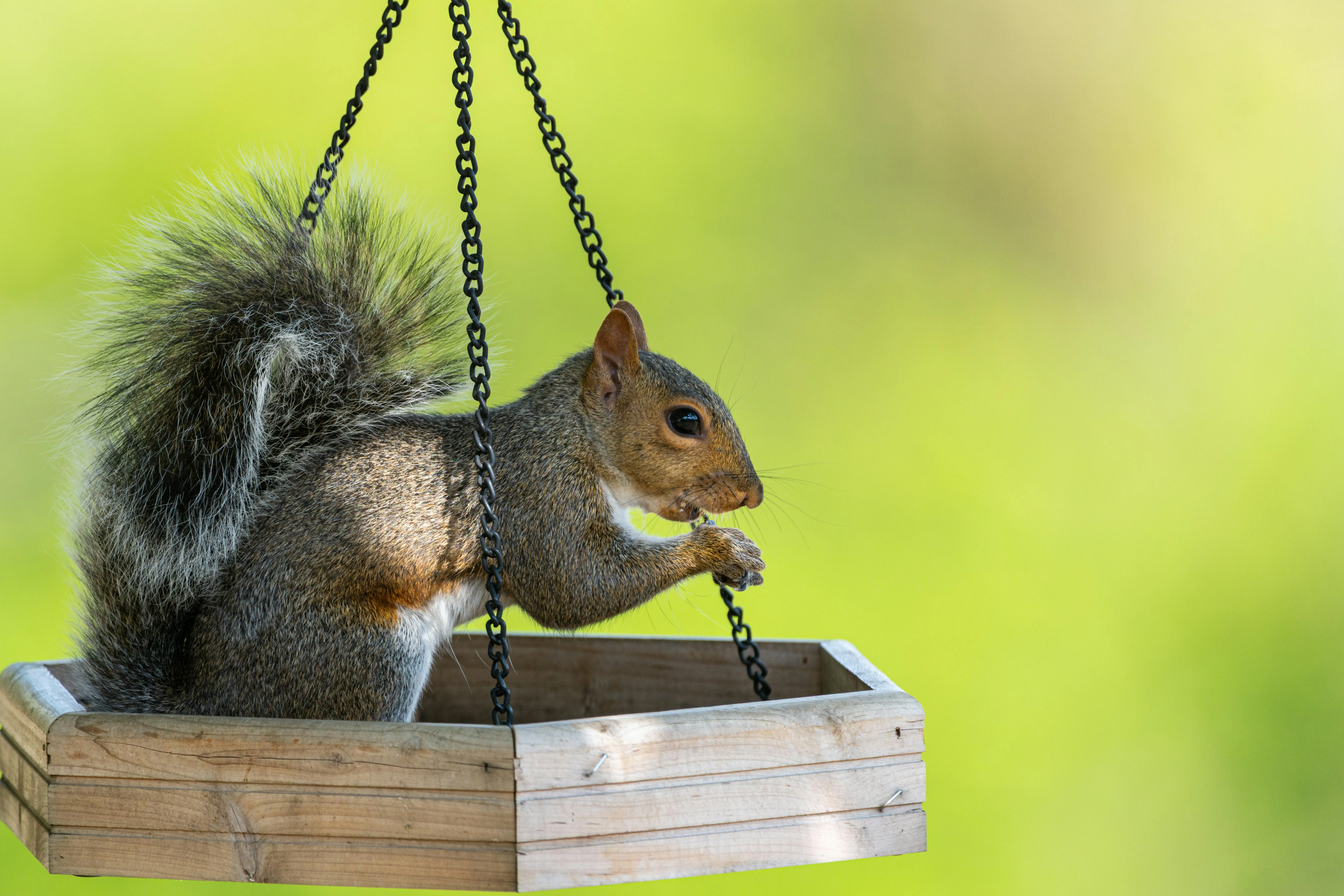 mealworm feeders Grey squirrel feeding in a wooden bird feeder in Canonsburg, Pennsylvania with a green blurred background.