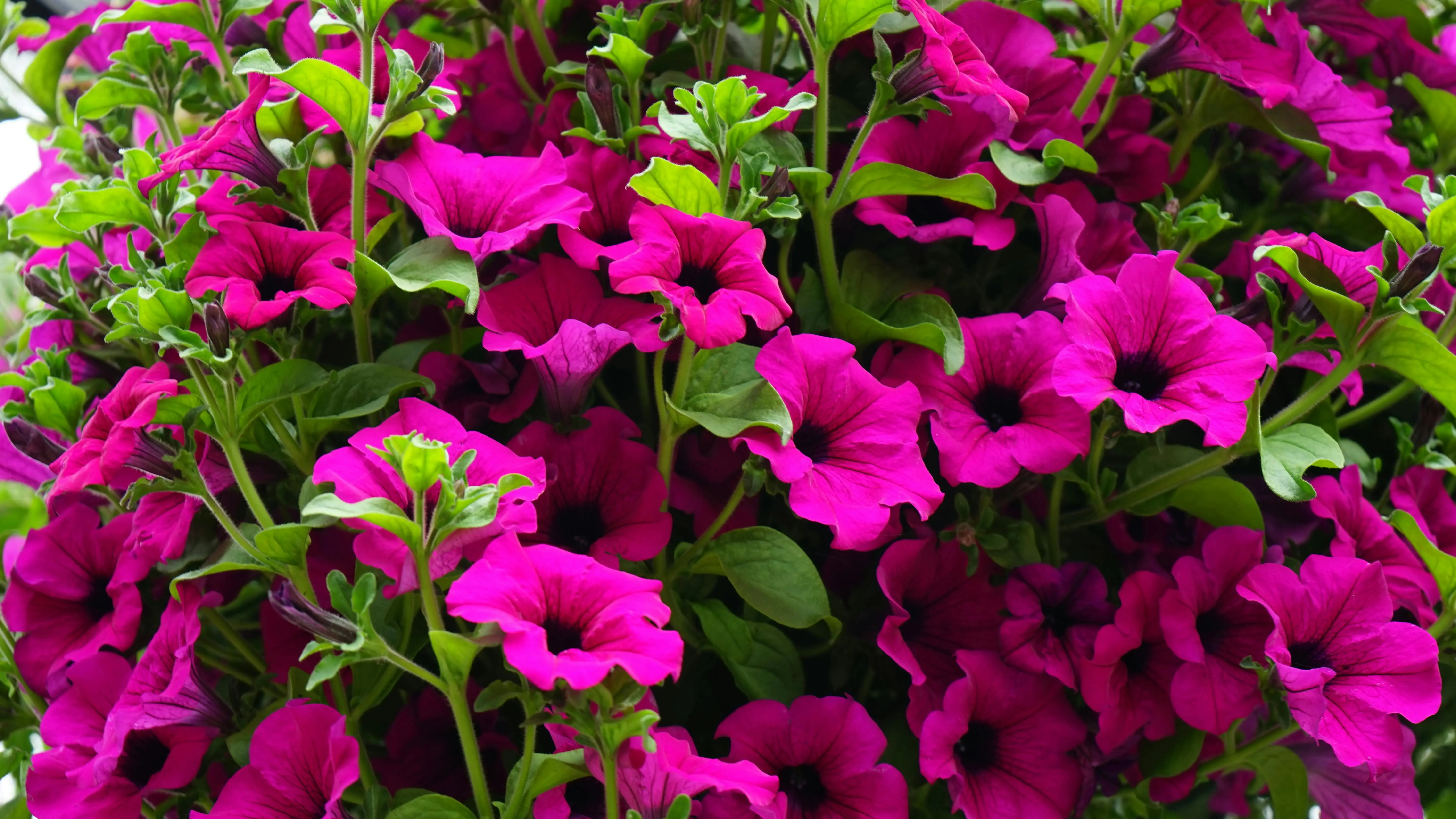 flowers that start with v Lush and vibrant pink petunias beautifully blooming in a garden setting, showcasing nature's vivid colors.
