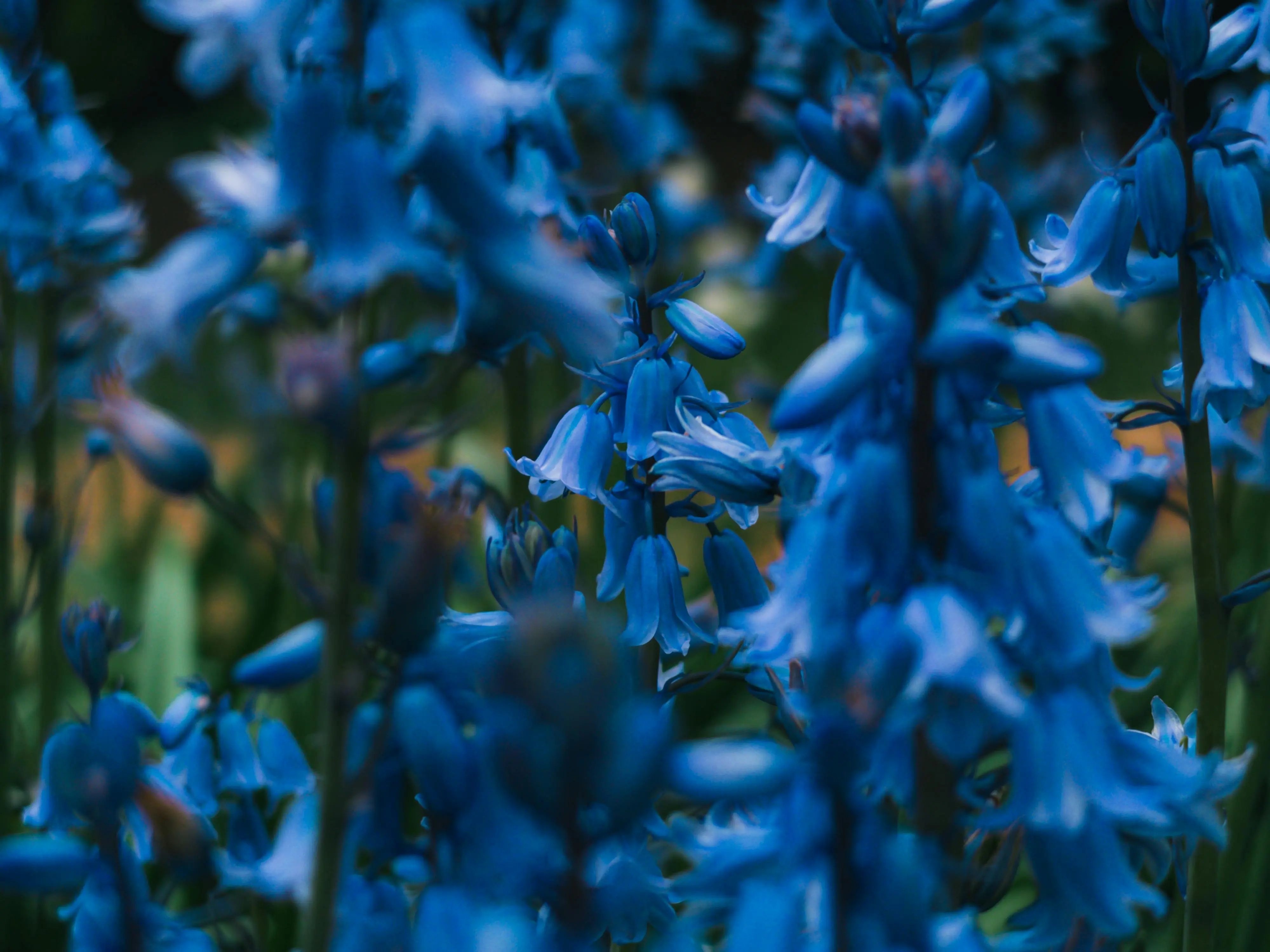 flowers that start with v A detailed shot of lush blue Spanish bluebells in bloom, showcasing delicate petals and natural beauty.