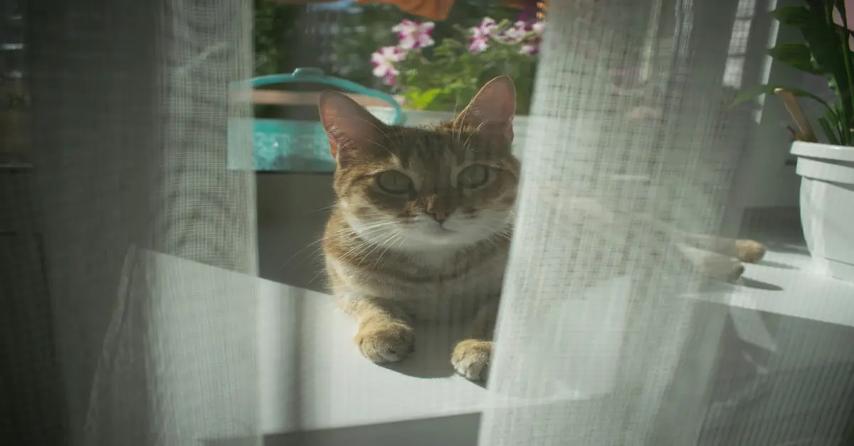 window sill bird feeder