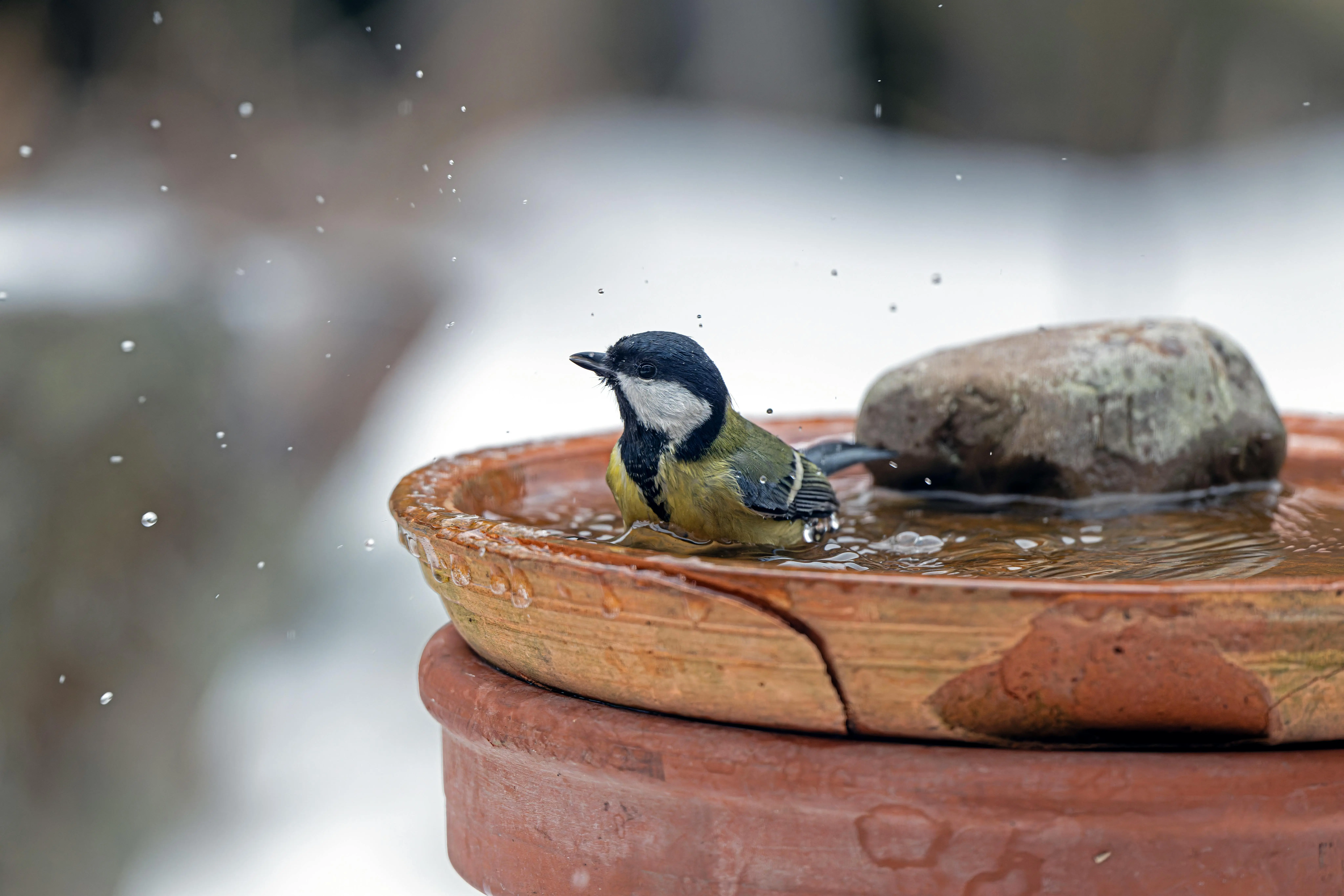 birdbath heated A coal tit enjoying a refreshing bath in a clay birdbath in a snowy garden in Bremen, Germany.