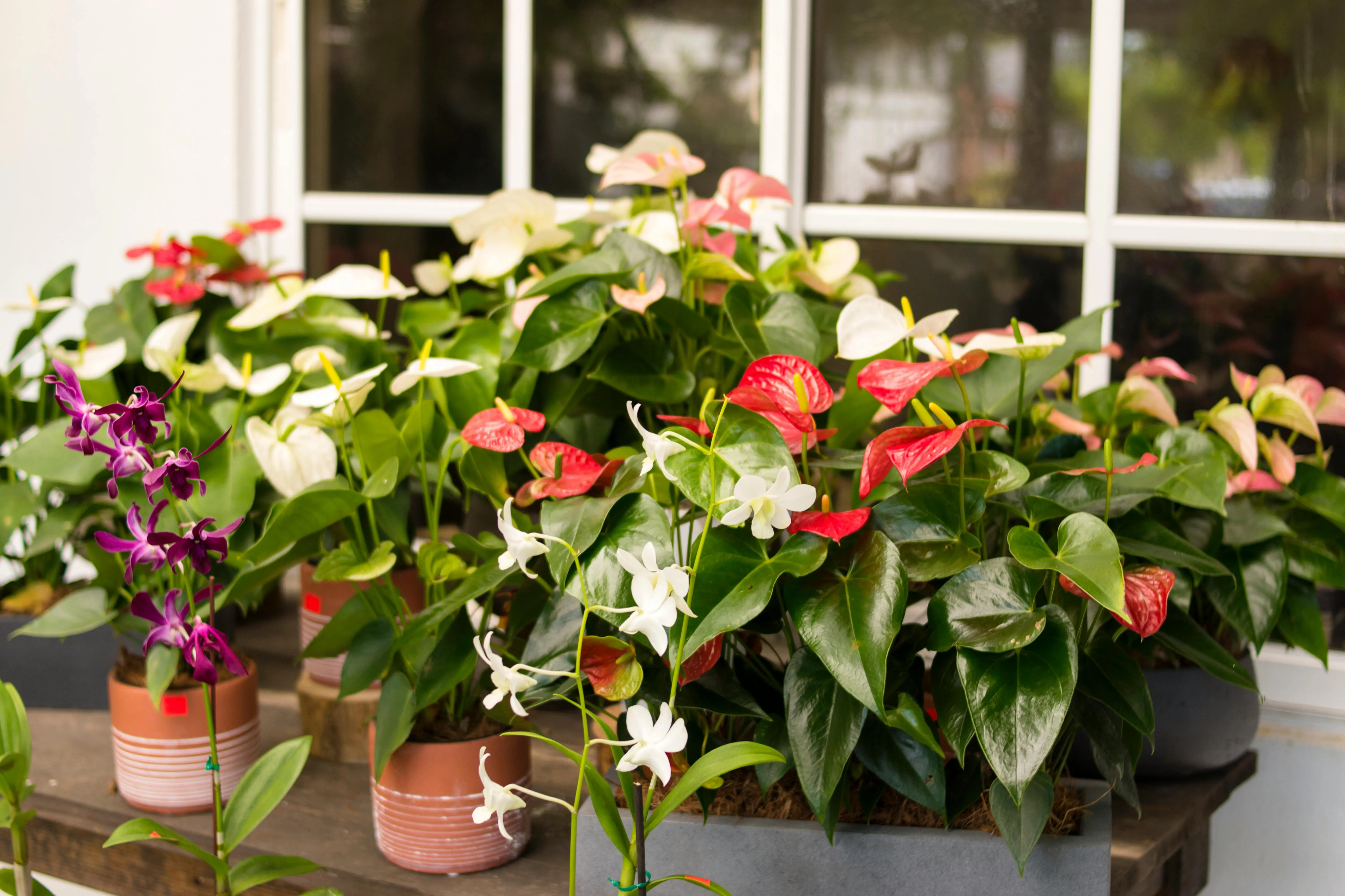 anthurium clarinervium Vibrant anthurium plants in pots displayed by a sunny window, showcasing lush foliage and colorful blooms.