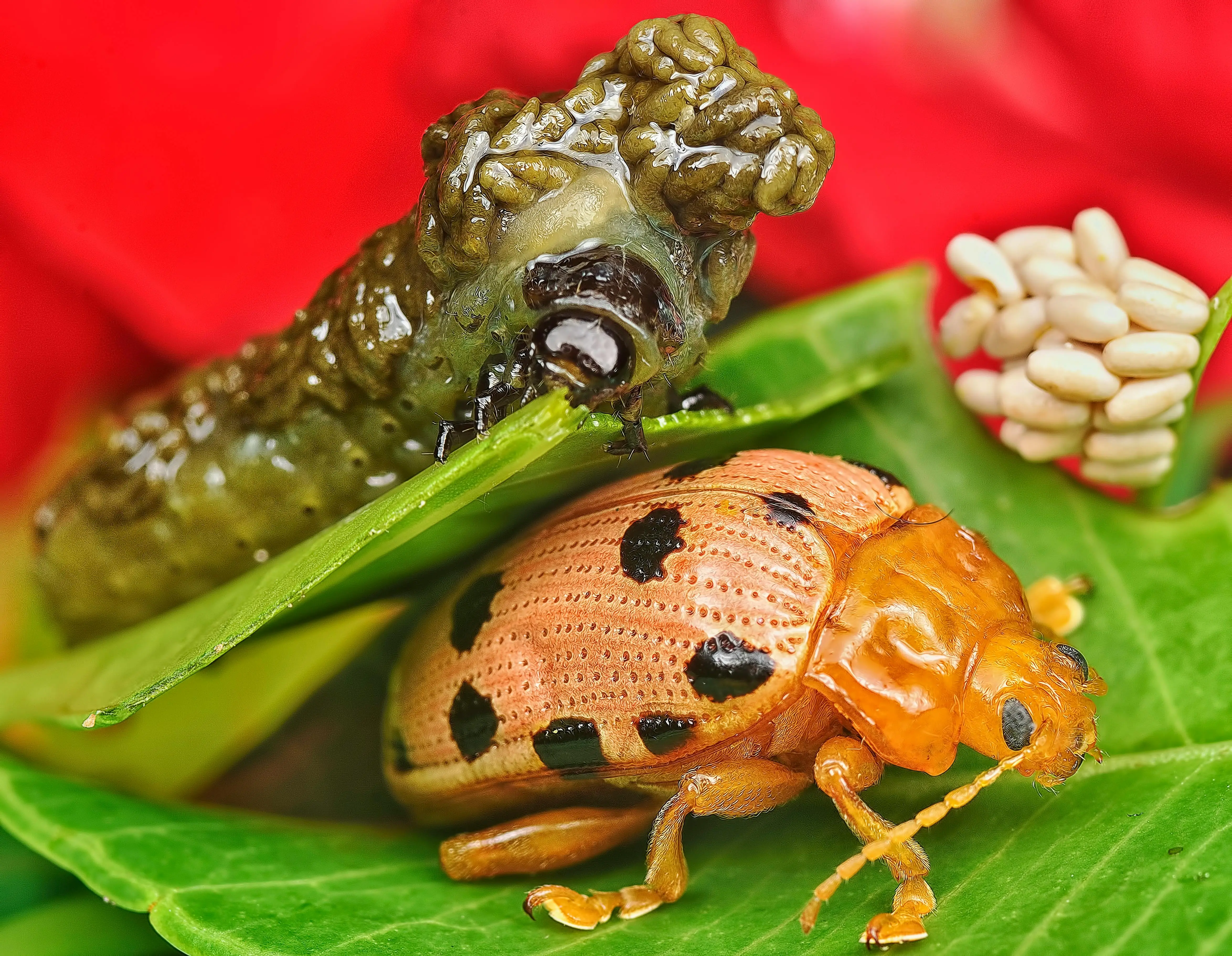 anthurium clarinervium Close-up image of ladybug larvae and a Mexican bean beetle on leaves, showcasing insect diversity.