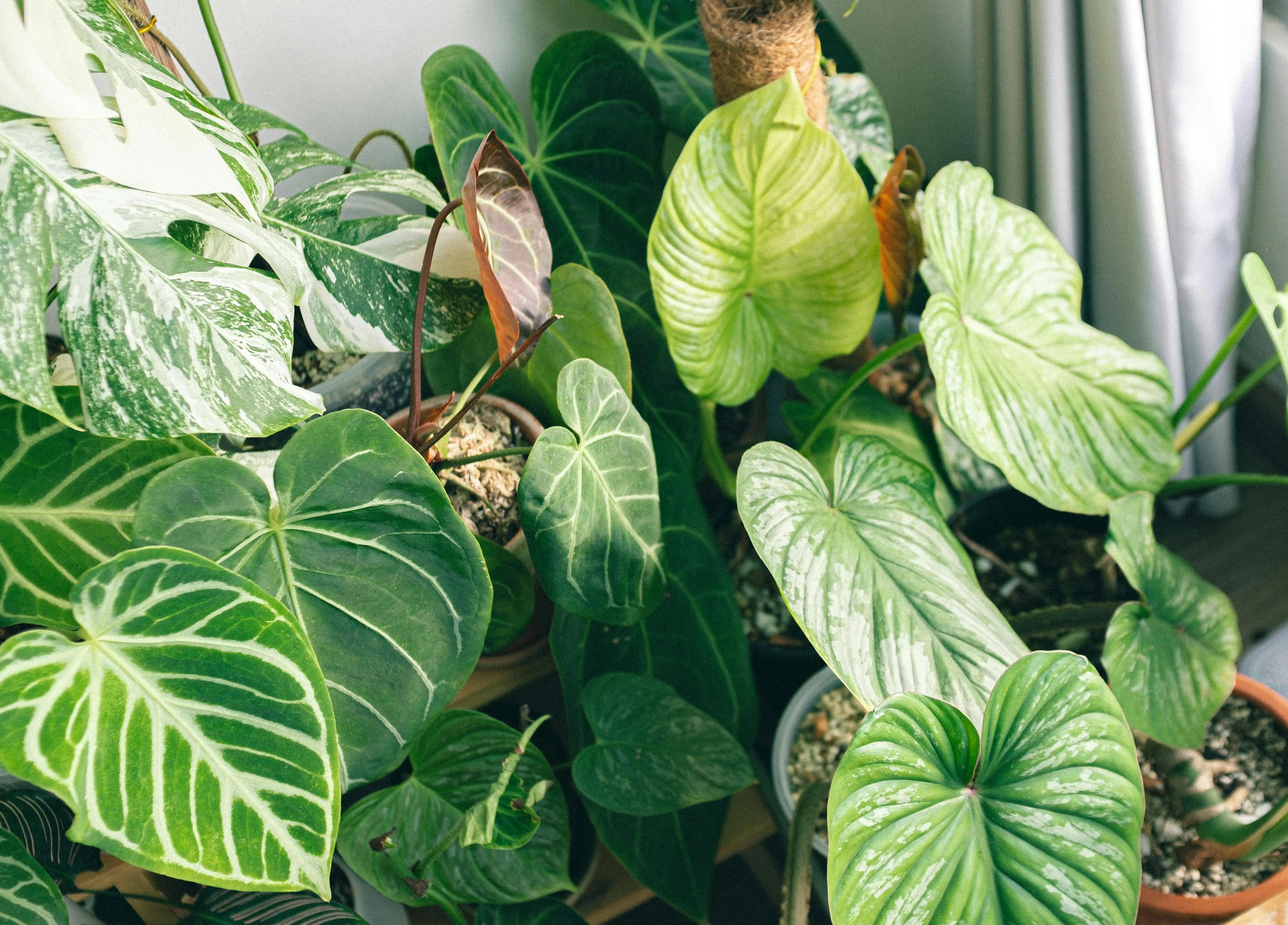 anthurium clarinervium Close-up of lush green potted anthurium and philodendron plants indoors, showcasing diverse leaf shapes and textures.