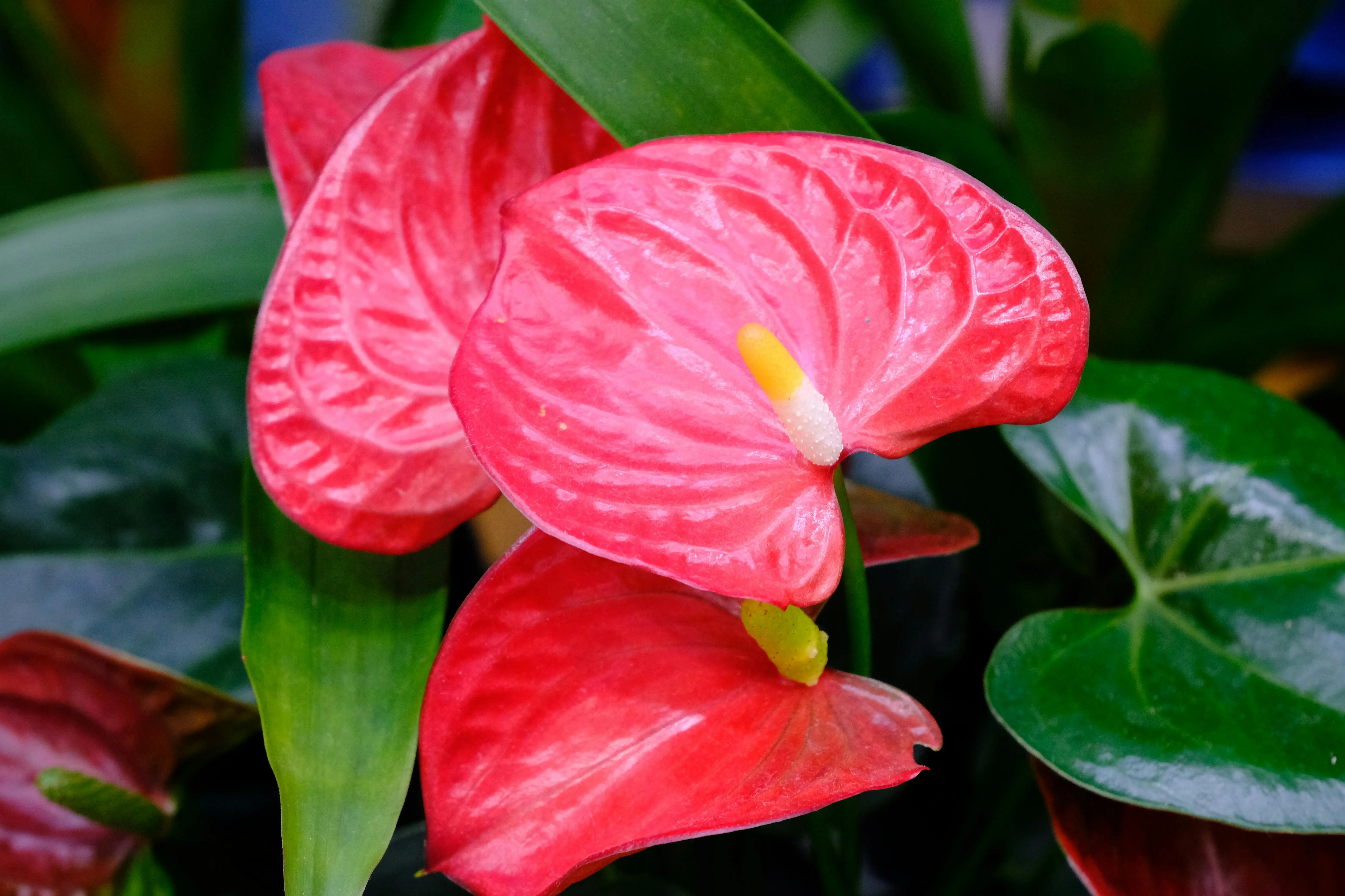 anthurium clarinervium A vibrant close-up of an Anthurium plant showcasing its red spathes and lush green leaves.