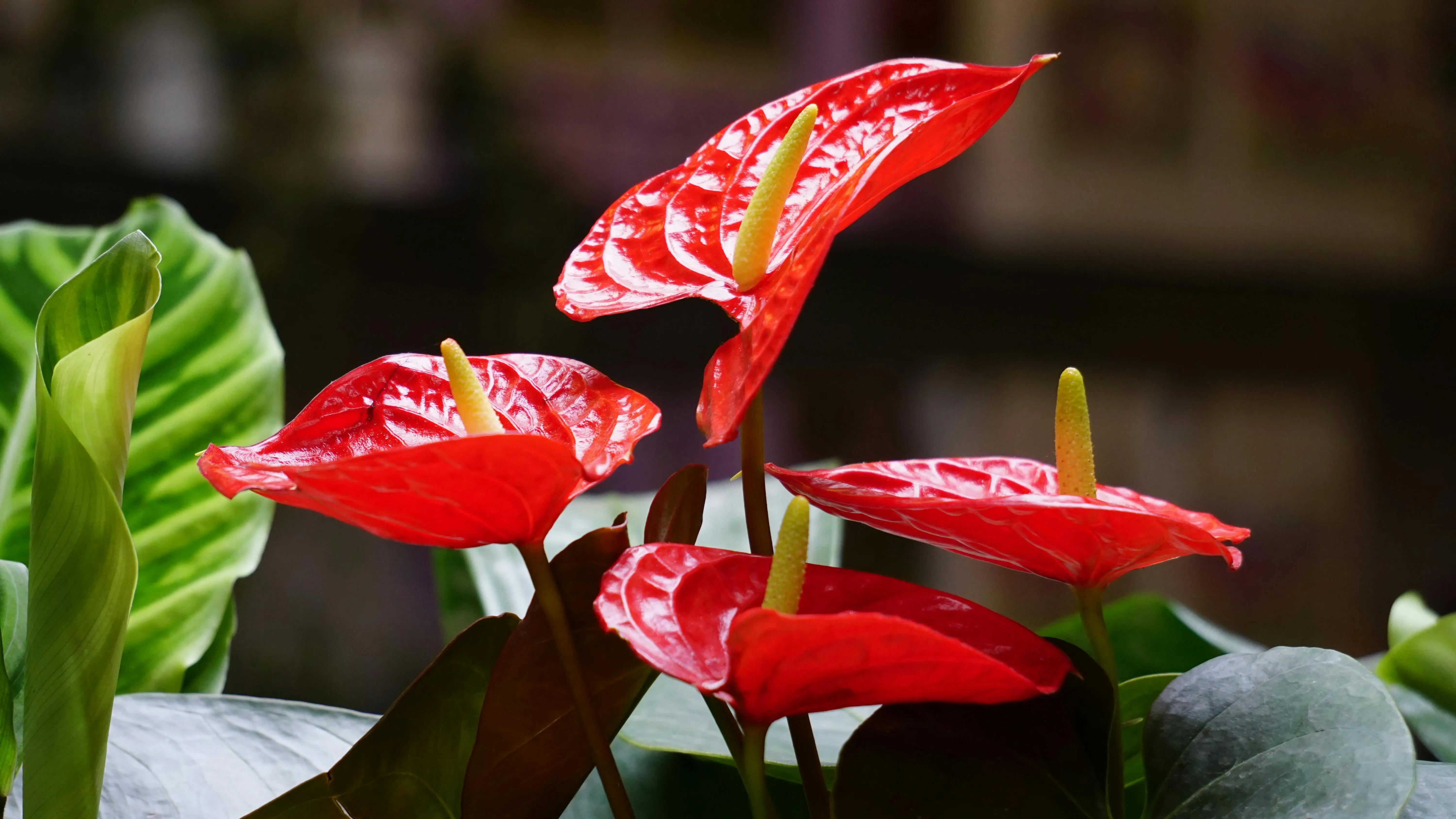 anthurium clarinervium Close-up of vibrant red anthurium flowers with glossy leaves in a garden setting.