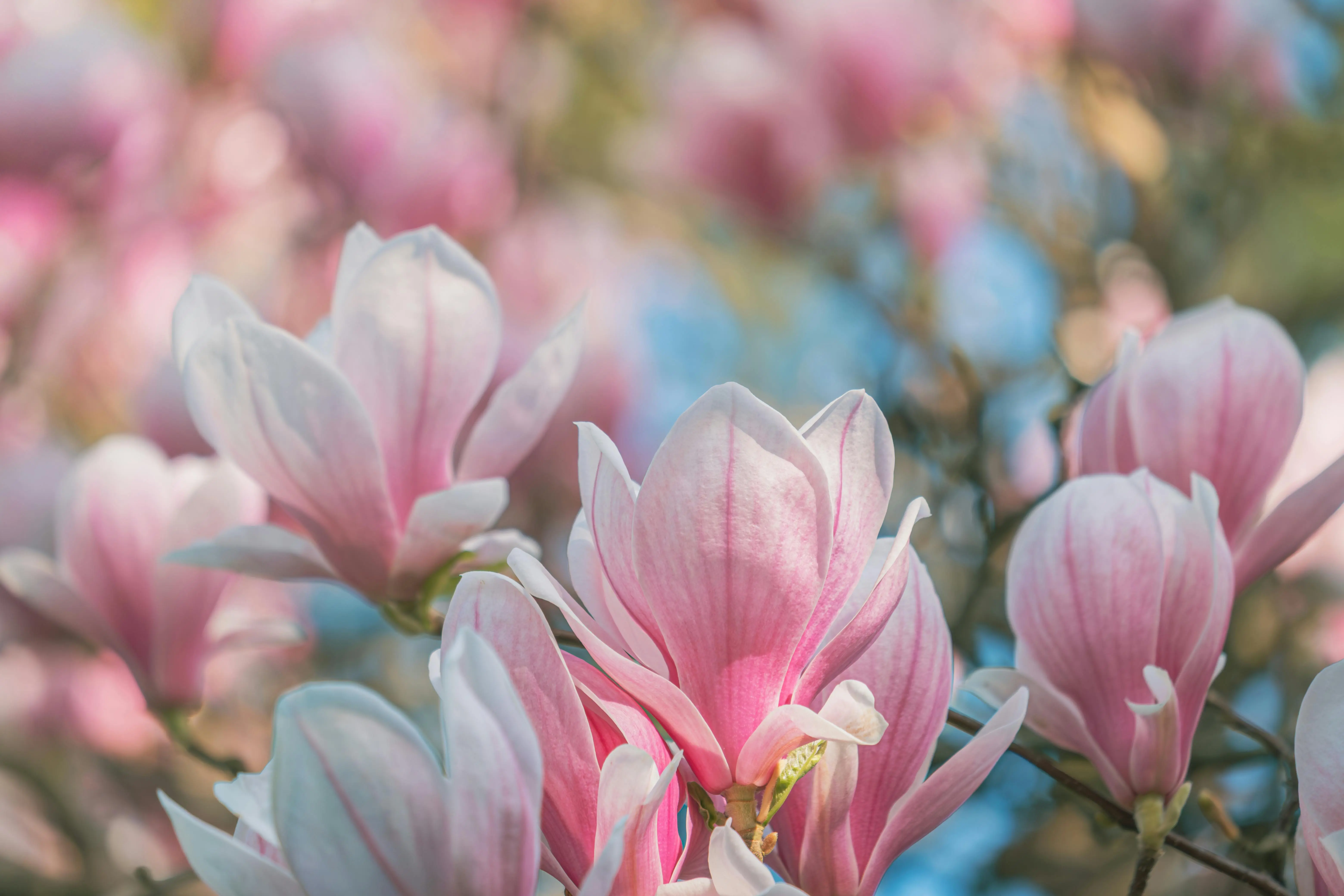 teddy bear magnolia Close-up of vibrant pink magnolia flowers blooming in the spring sunlight.