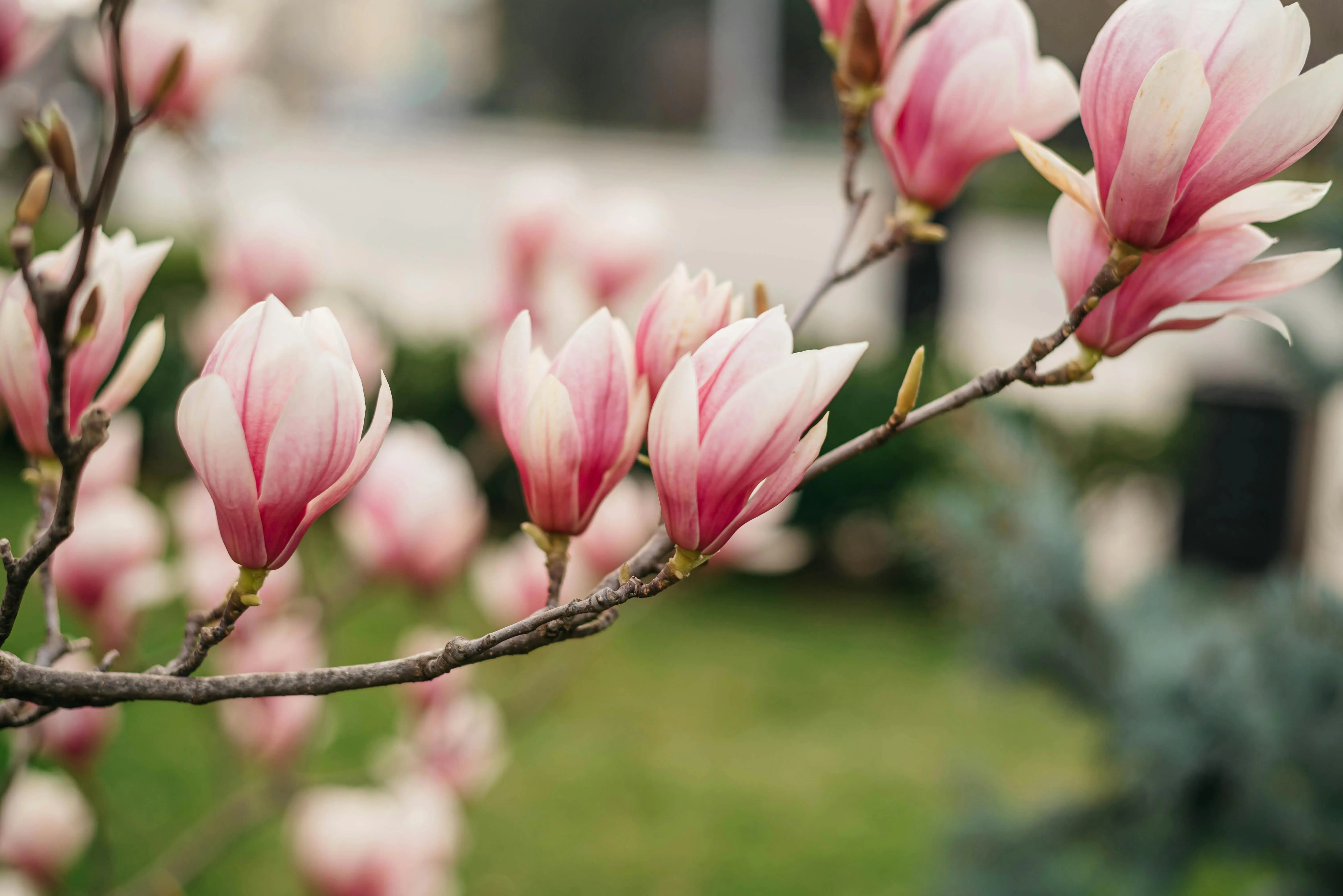 teddy bear magnolia Close-up of pink magnolia flowers blooming on a branch during springtime.