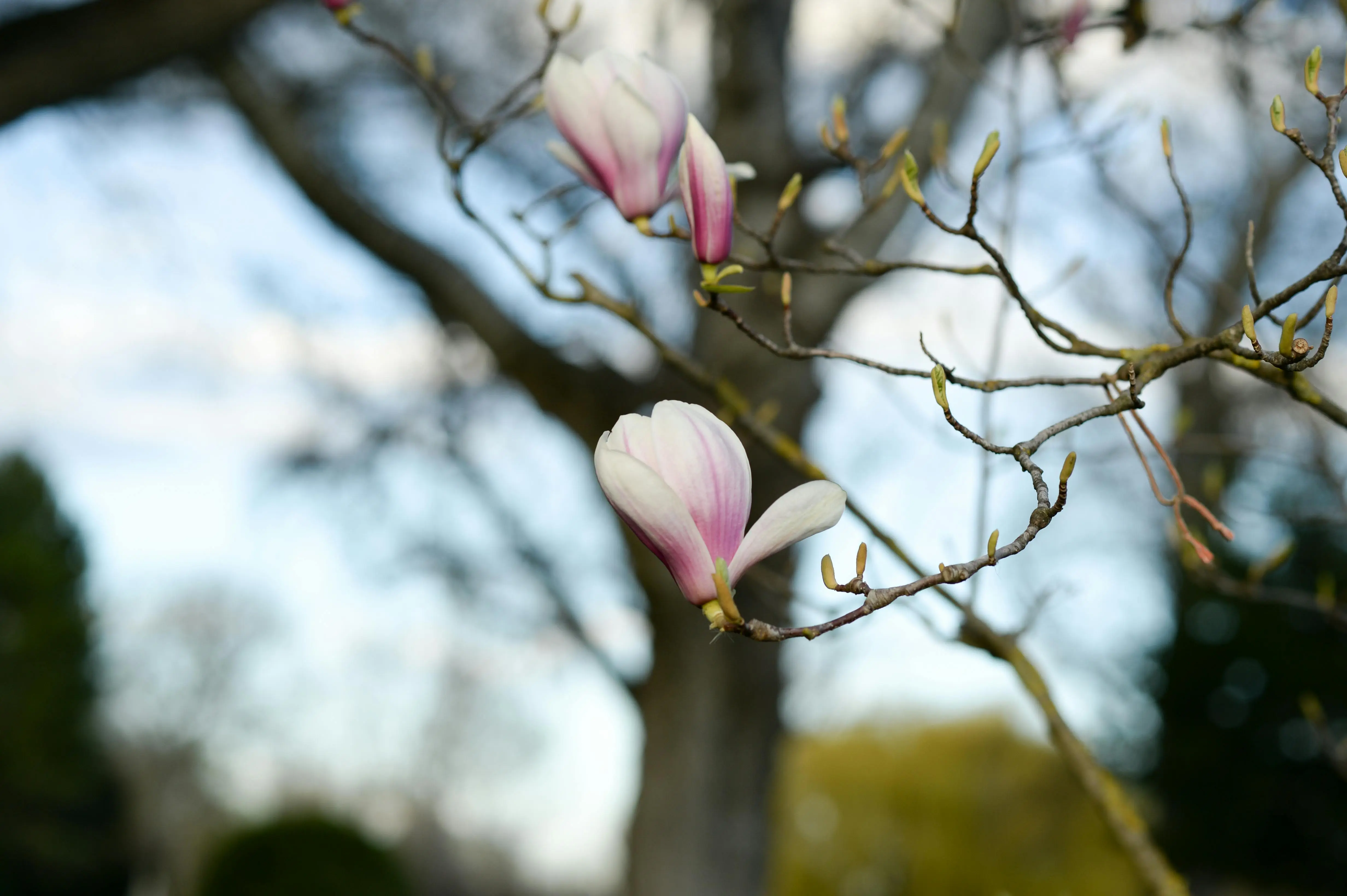 teddy bear magnolia Close-up of pink magnolia blossoms on a tree in Vienna, capturing the essence of spring.