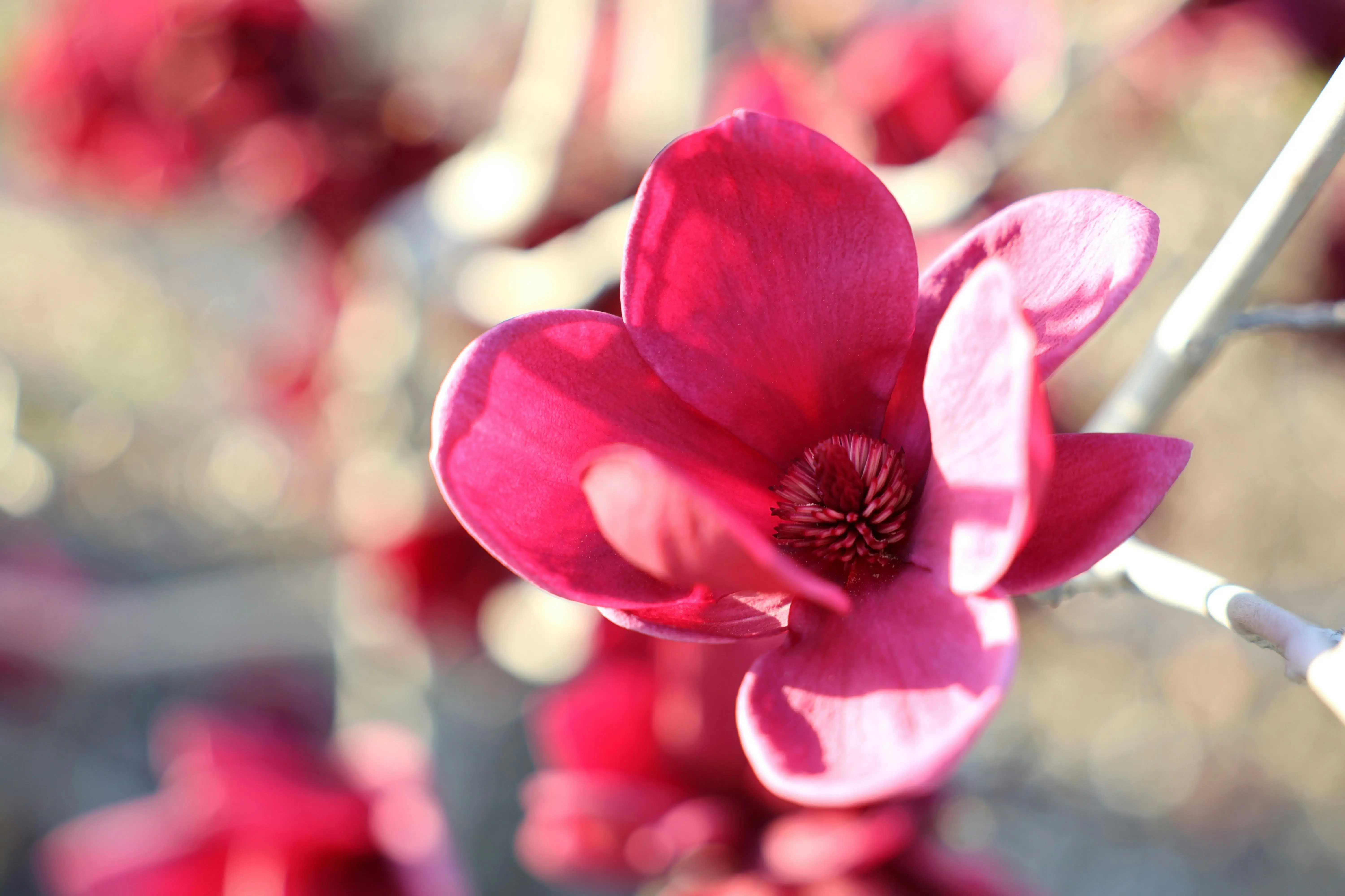 teddy bear magnolia Close-up of vibrant red magnolia blooms capturing the essence of spring.