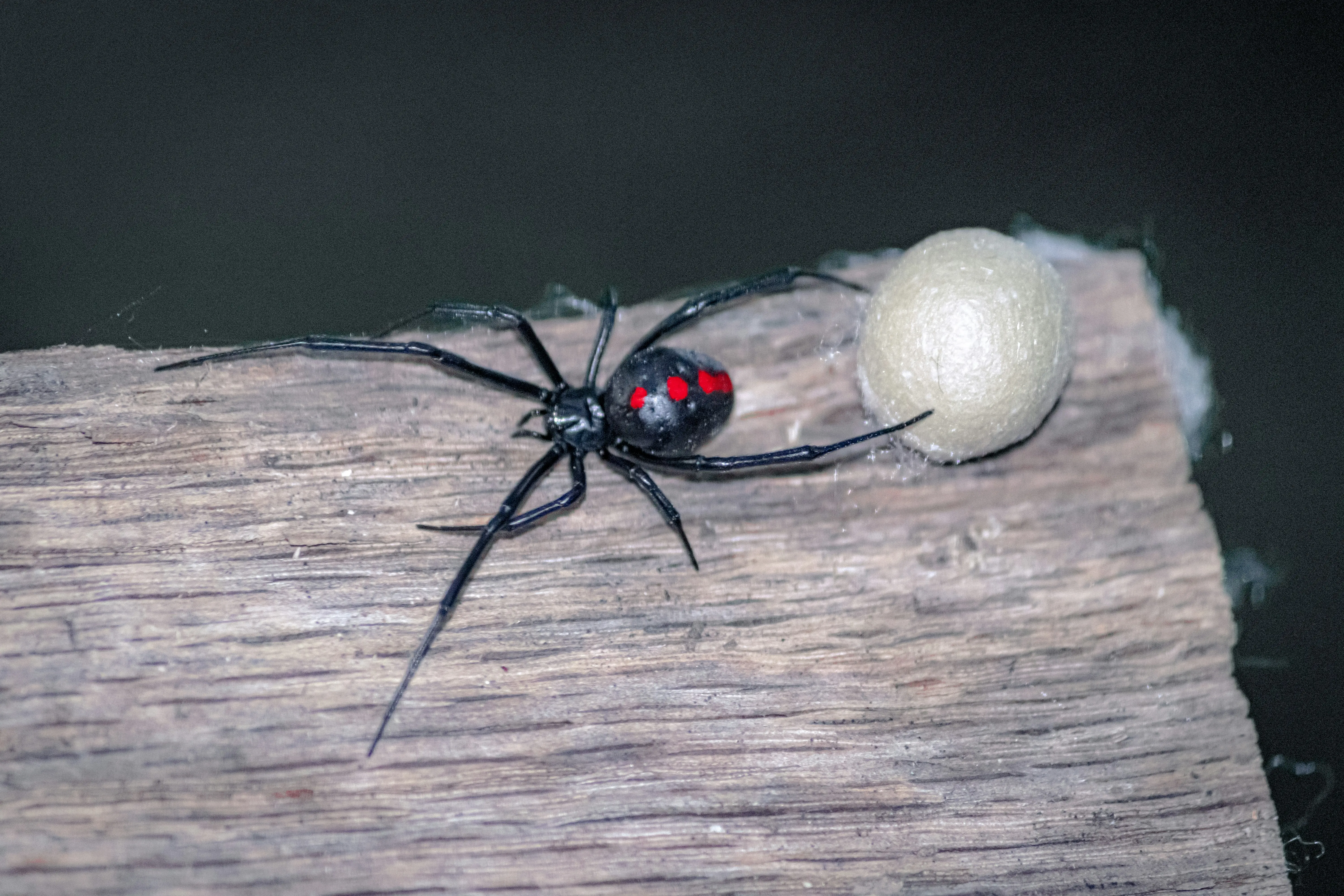 How to Get Rid of Black Widows : 7 Essential Tips