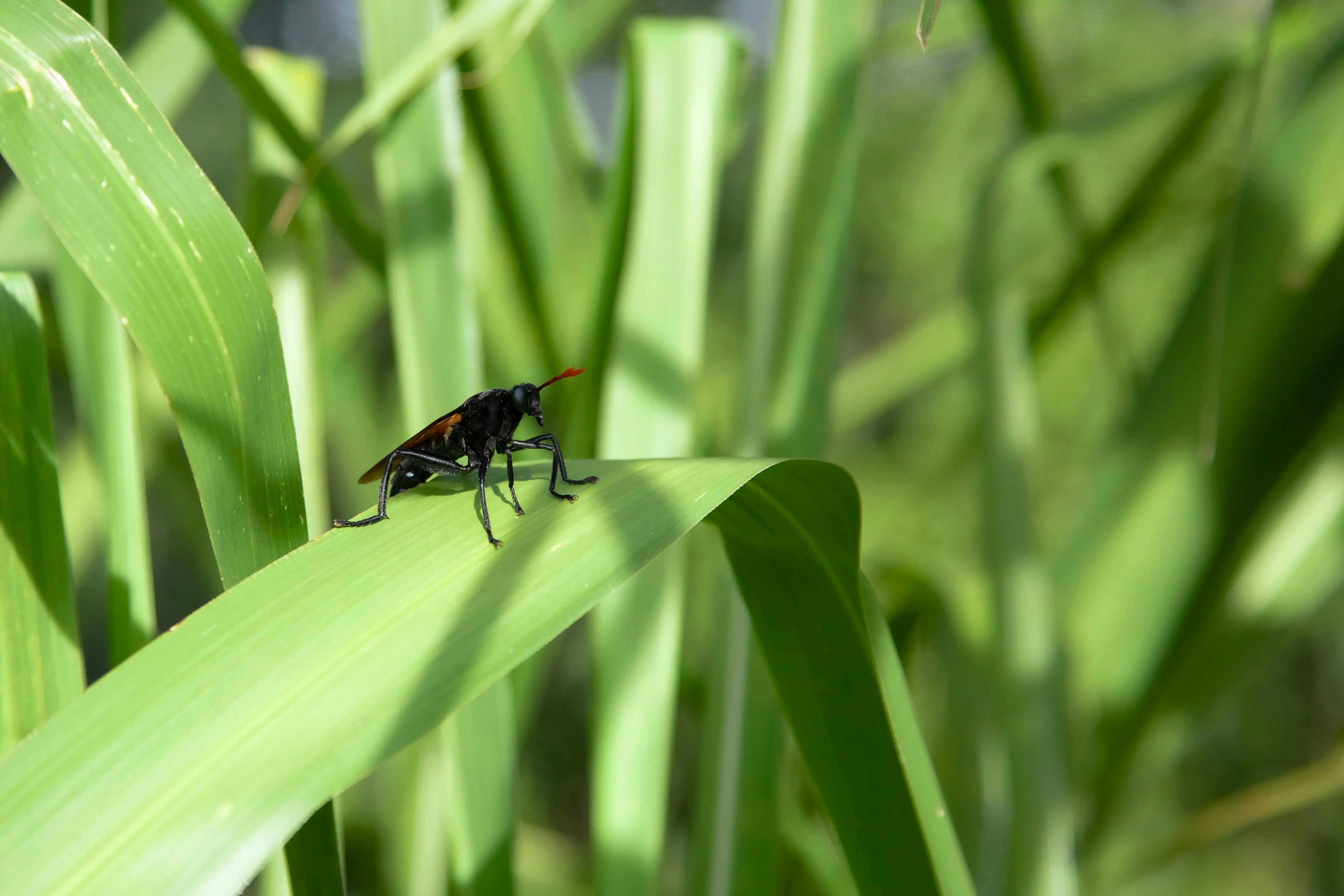 Do Palmetto Bugs Fly : The Shocking Truth in 1 Minute
