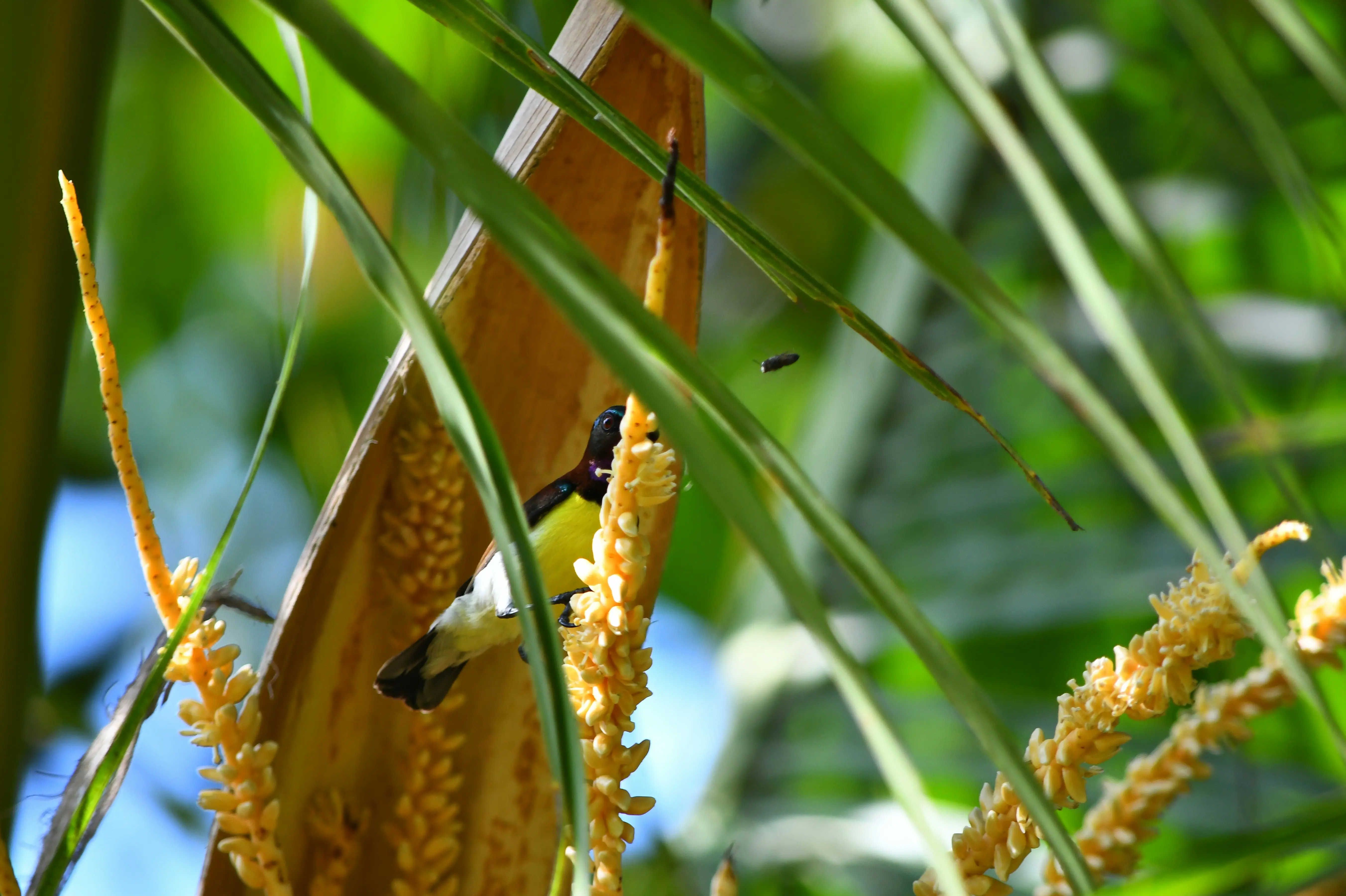 Can Palmetto Bugs Fly ? The Shocking Truth in 5 Facts !