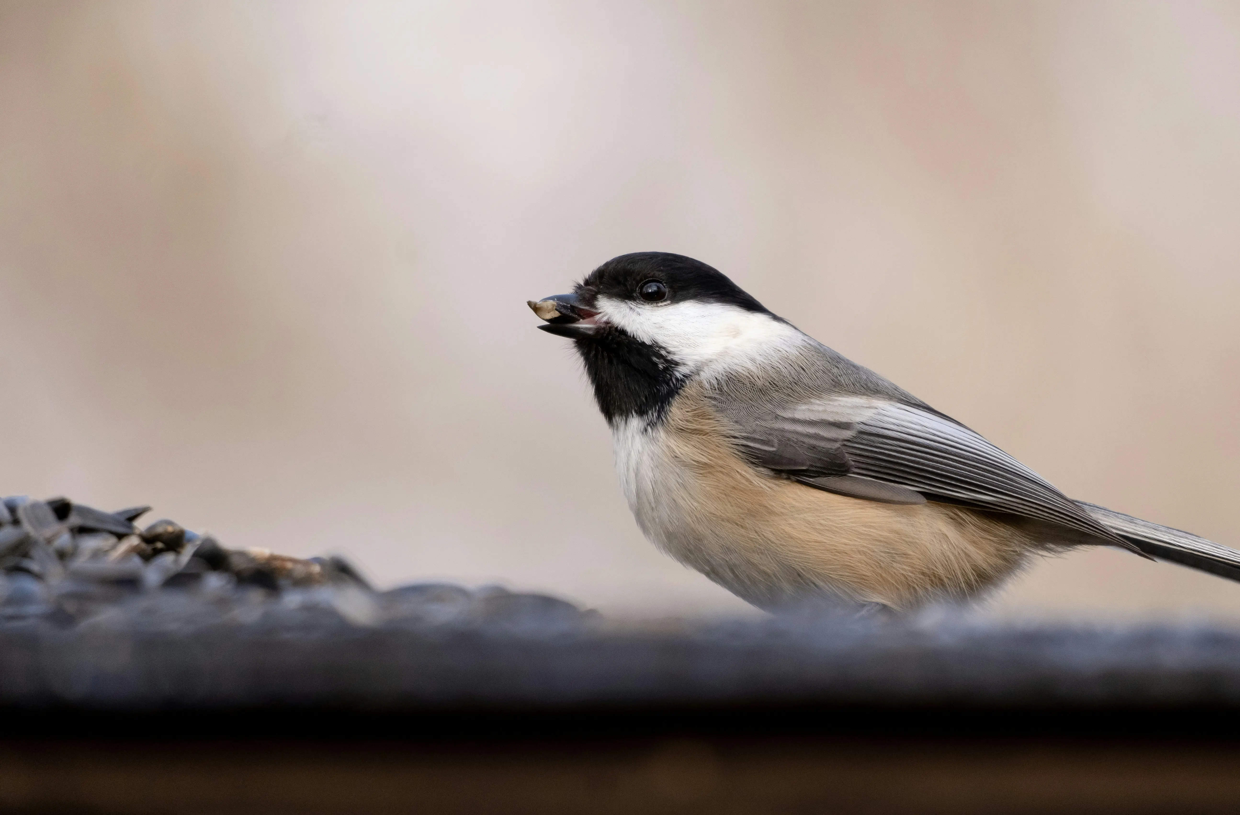 Bird Seed Food : Top 5 Choices for Thriving Birds !