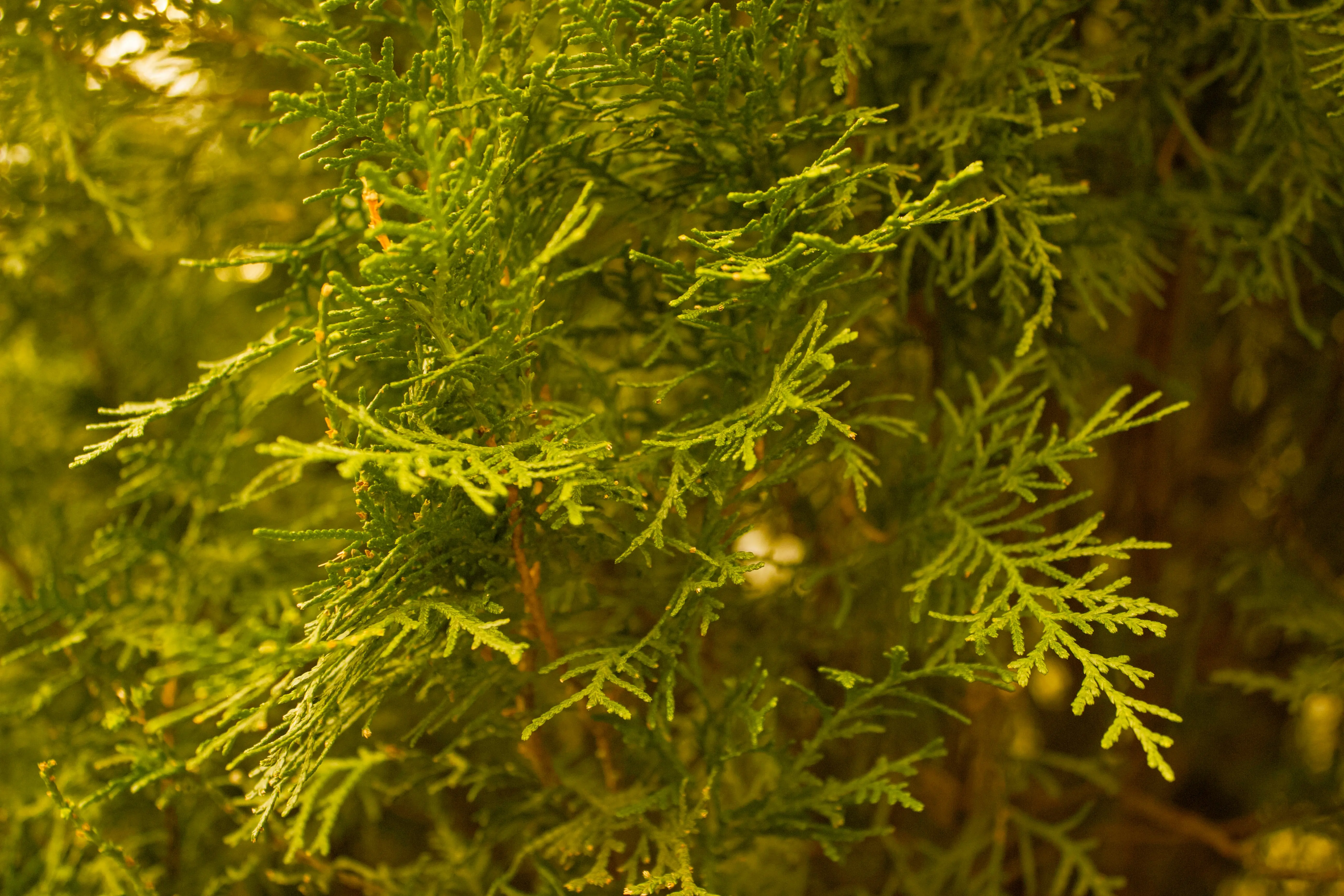 Lemon Cypress Conifer : 5 Amazing Care Tips !