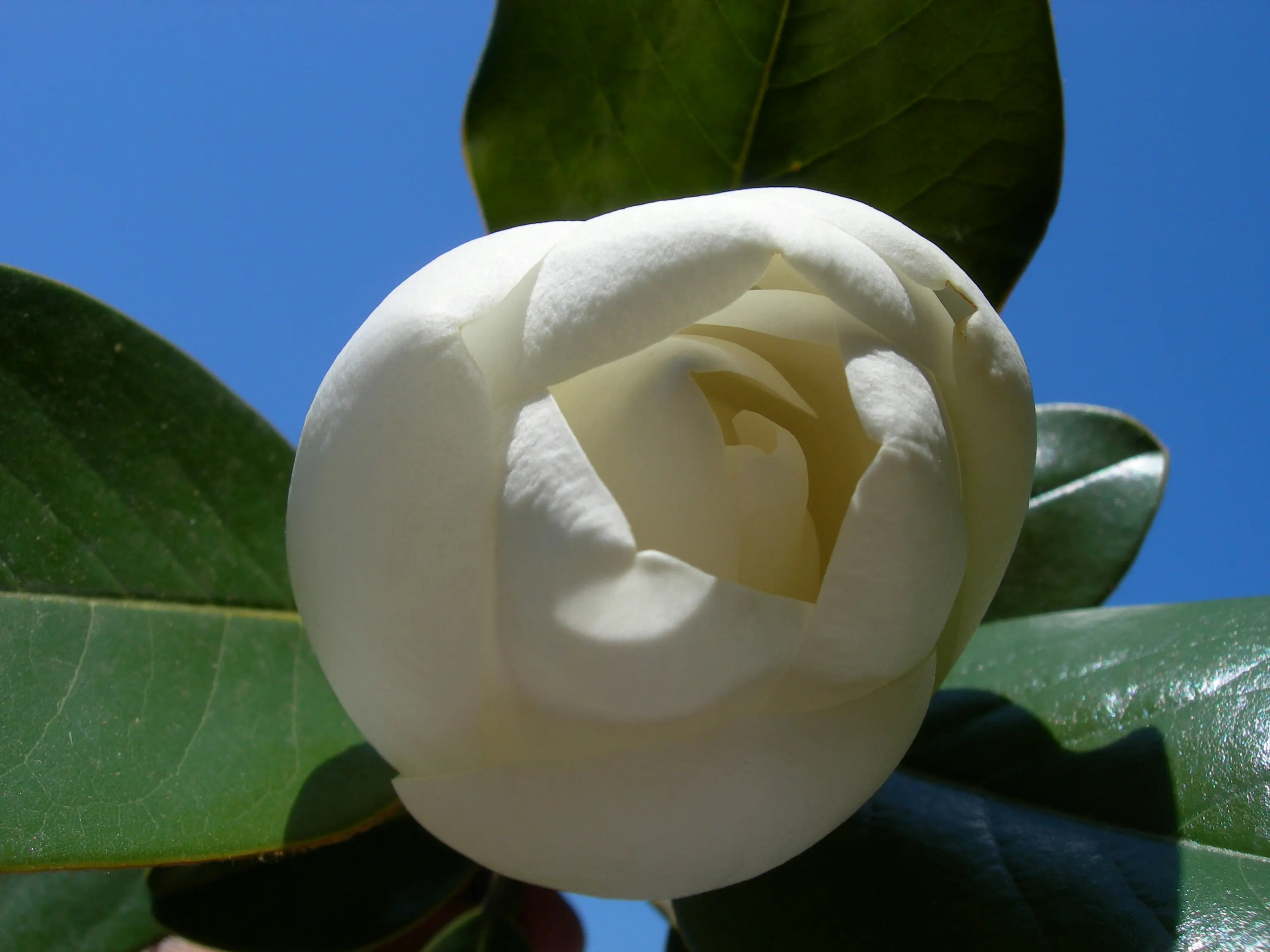 Teddy Bear Magnolia : 7 Stunning Facts