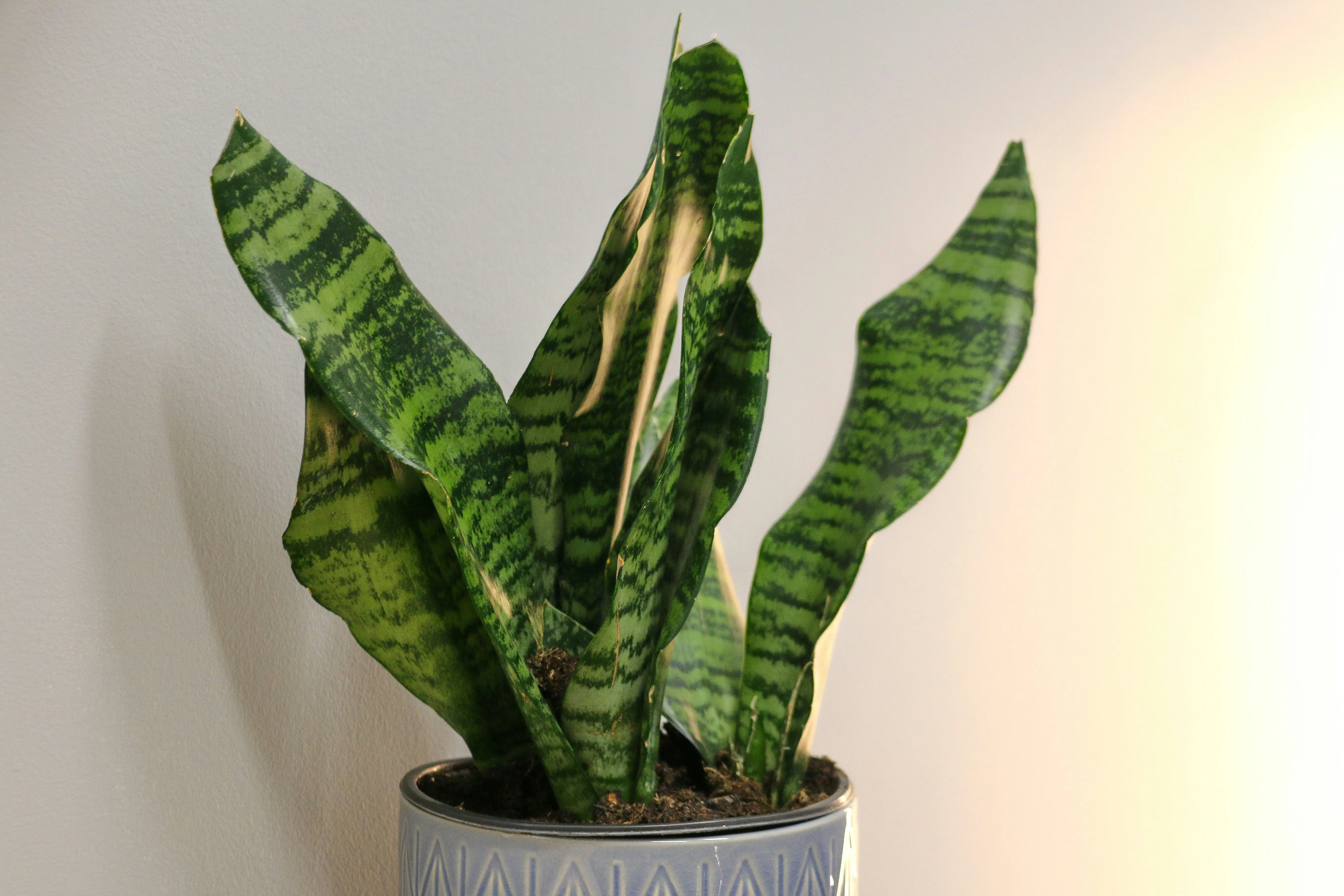Types of Snake Plants : Top 7 Stunning Sansevieria
