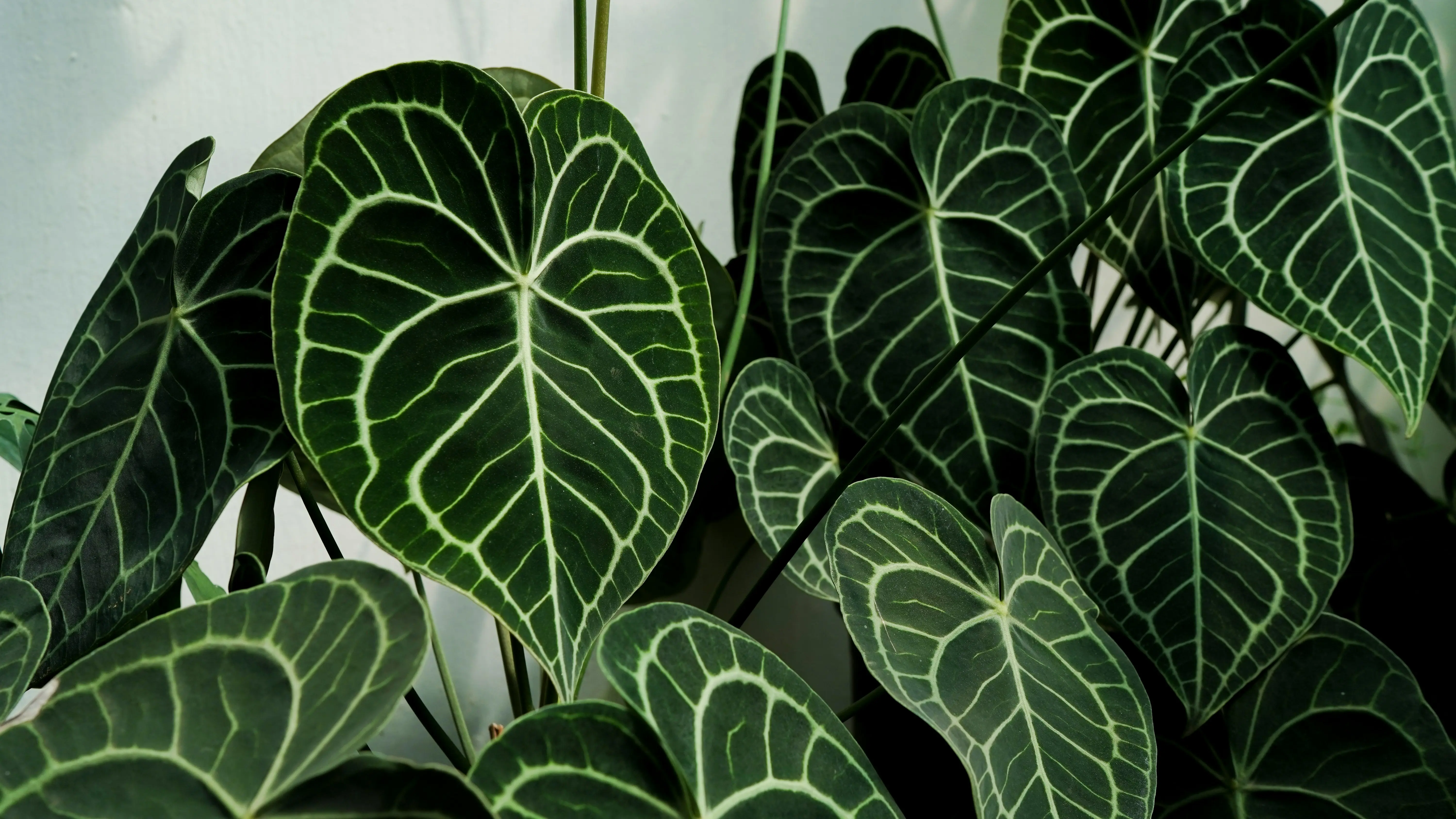 Anthurium Clarinervium : 5 Secrets for Thriving Growth