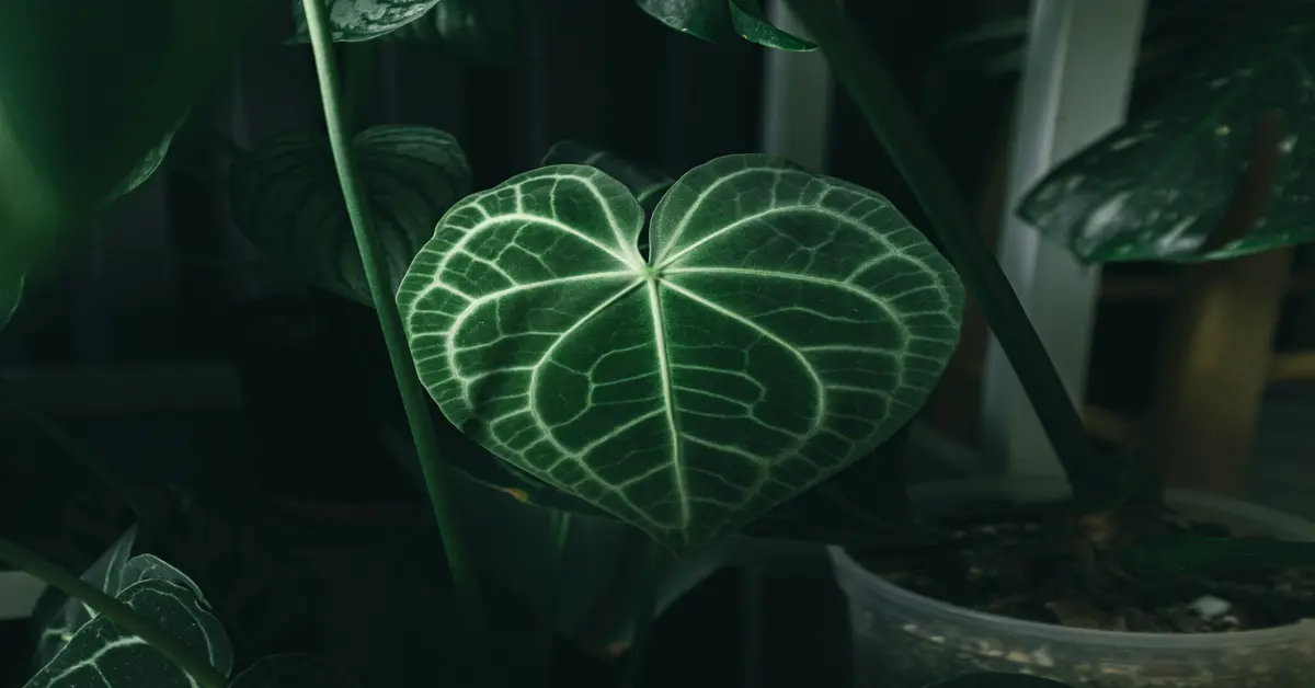 anthurium clarinervium
