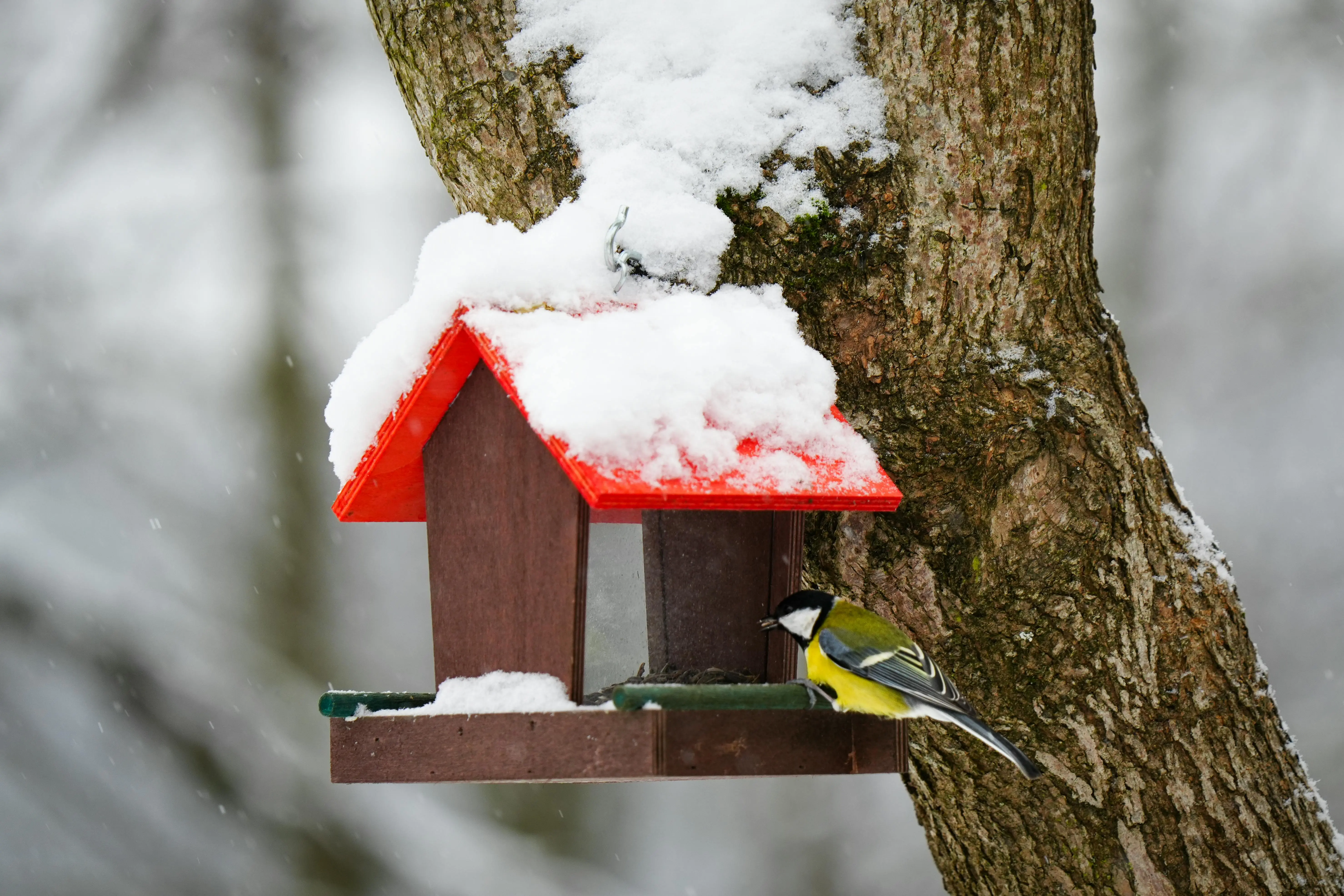bird seed food A vibrant great tit perches at a snow-covered birdhouse on a winter day.