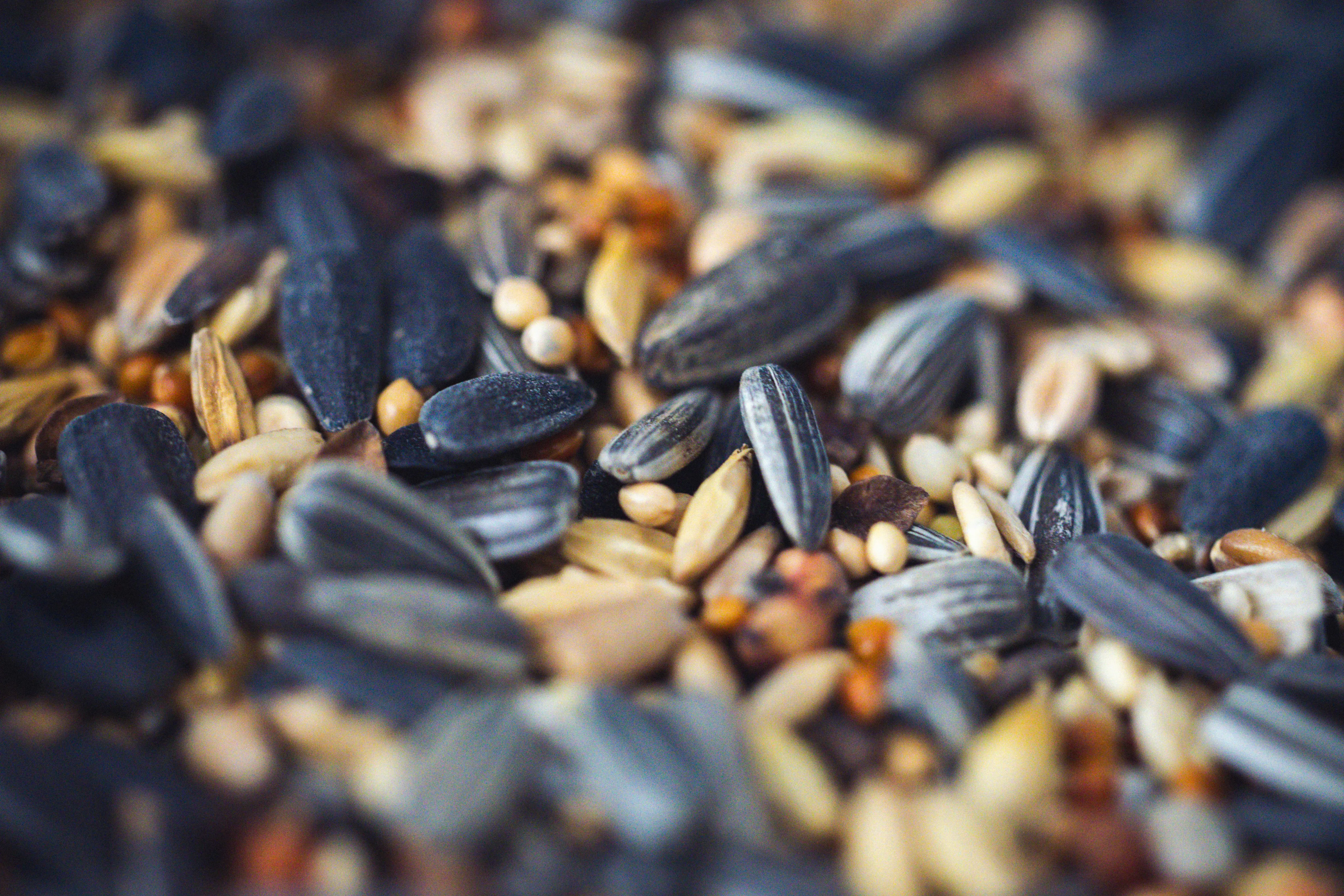 bird seed food Macro shot of a variety of mixed seeds including sunflower and millet, ideal for birds.