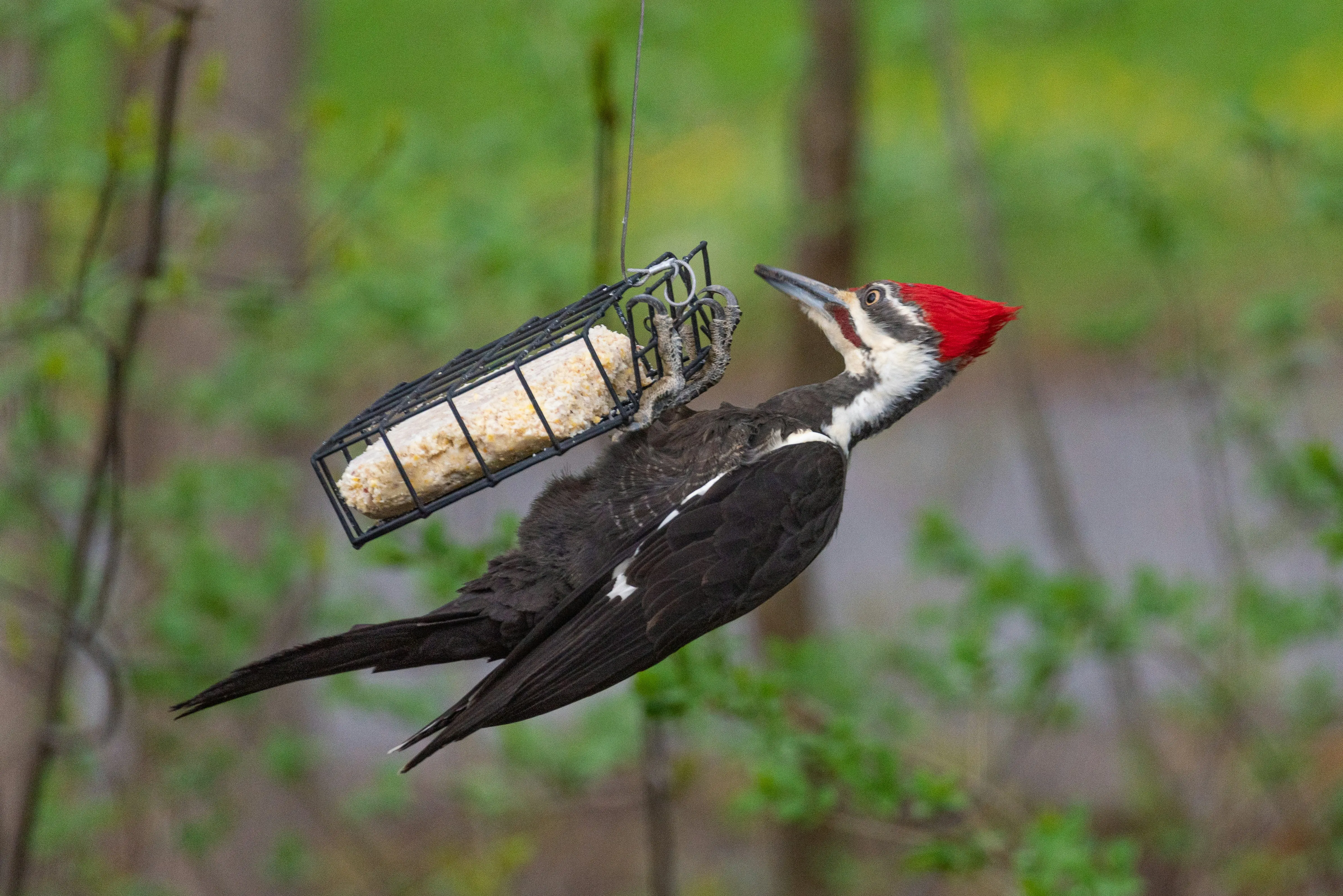What Do Woodpeckers Eat : 5 Surprising Delights !