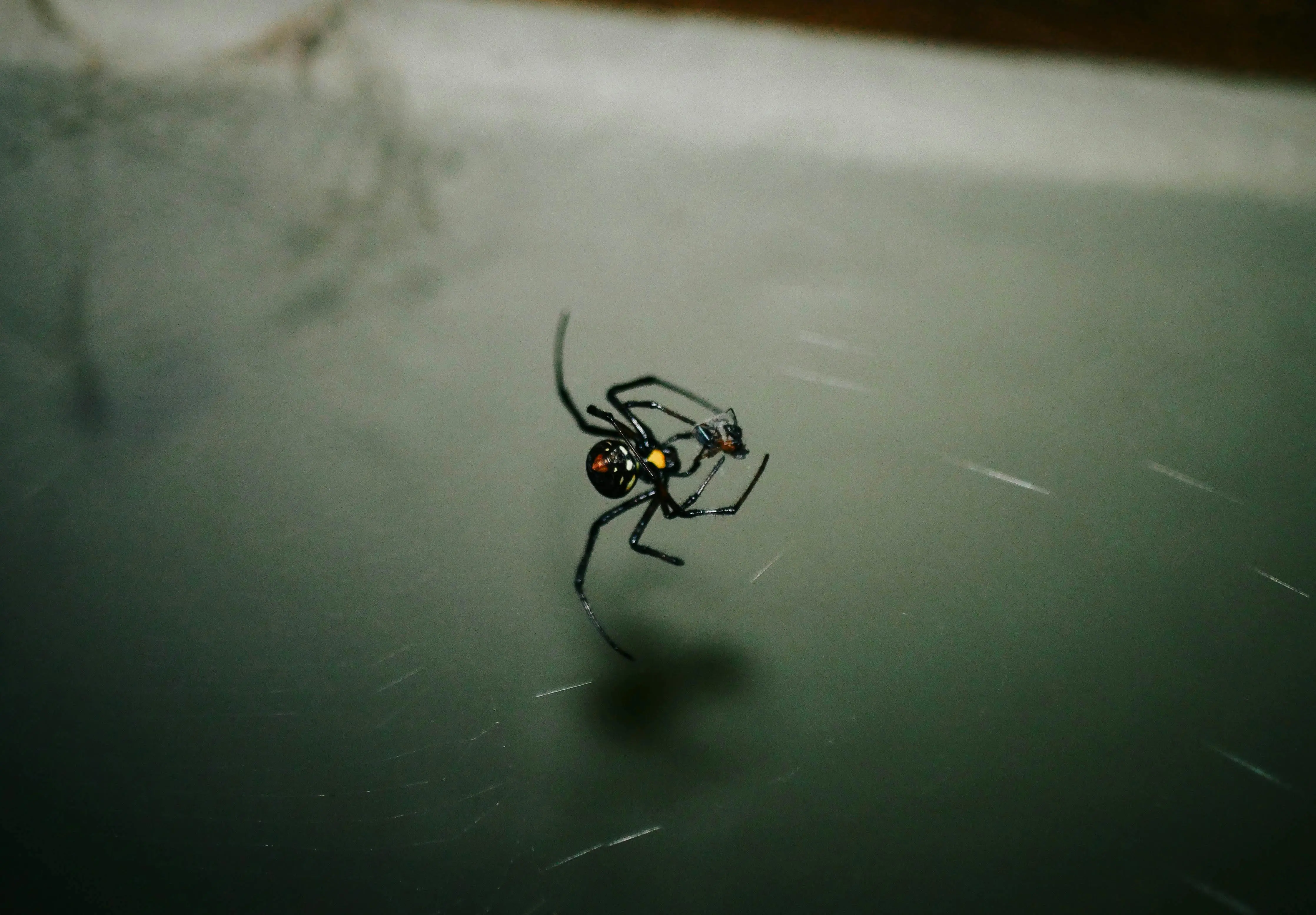 how to get rid of black widows Detailed image of a black widow spider (Latrodectus mactans) suspended on its web.