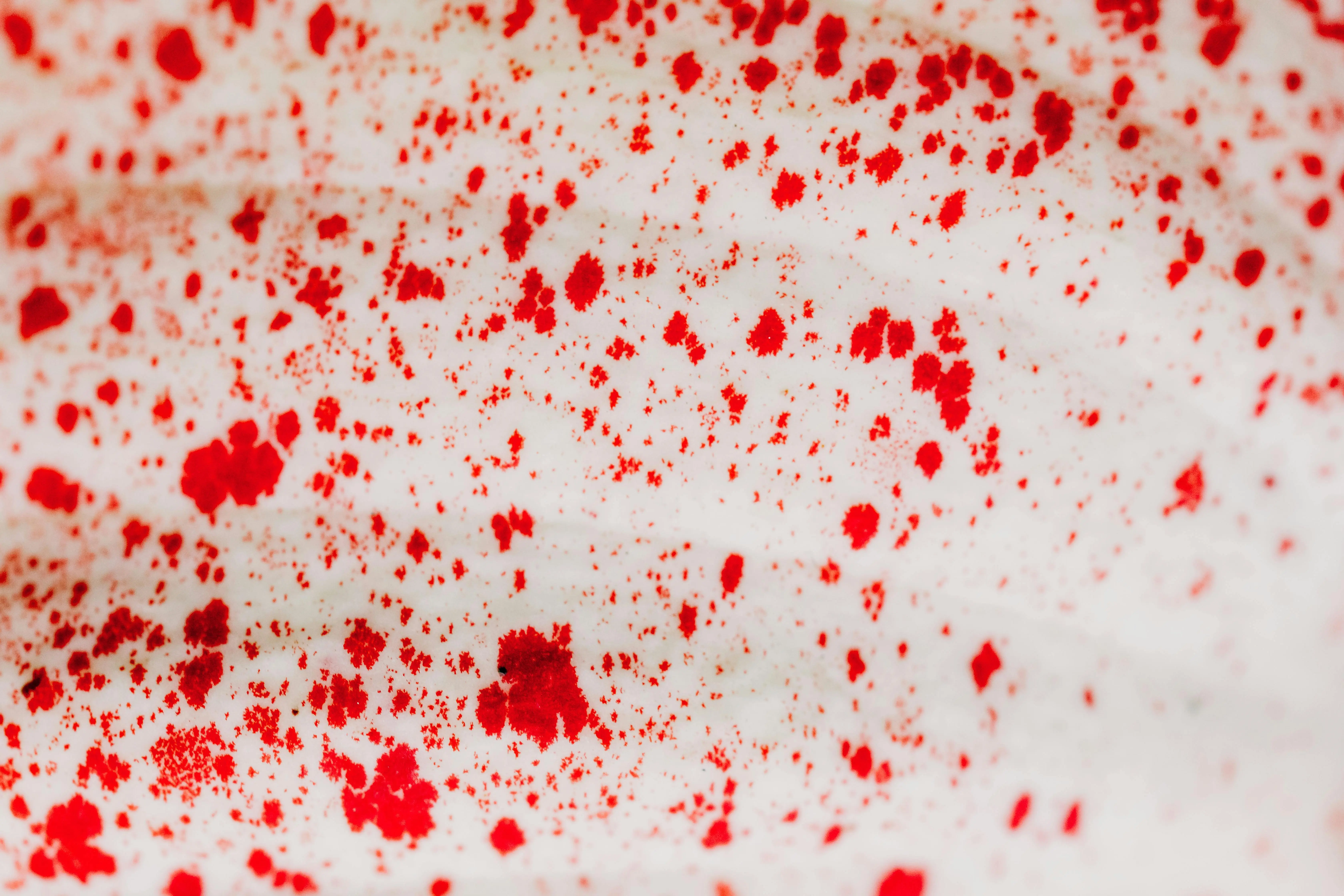 how to get blood stains out of clothes Close-up of bright red paint splatters on a white textured background, perfect for creative projects.