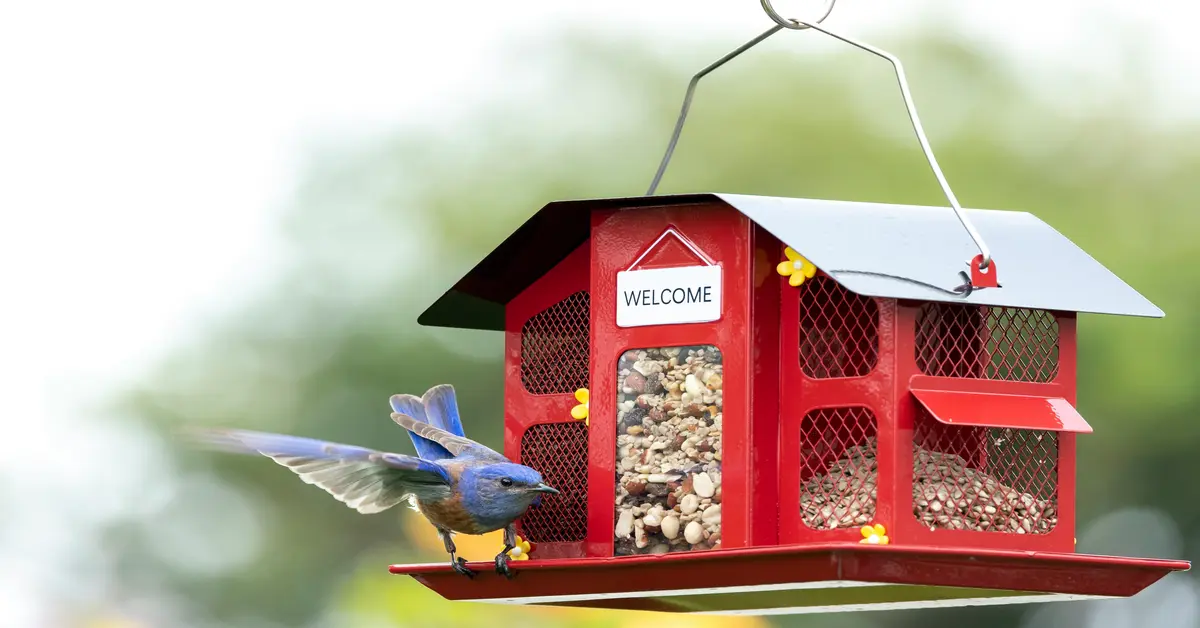 bluebird feeders