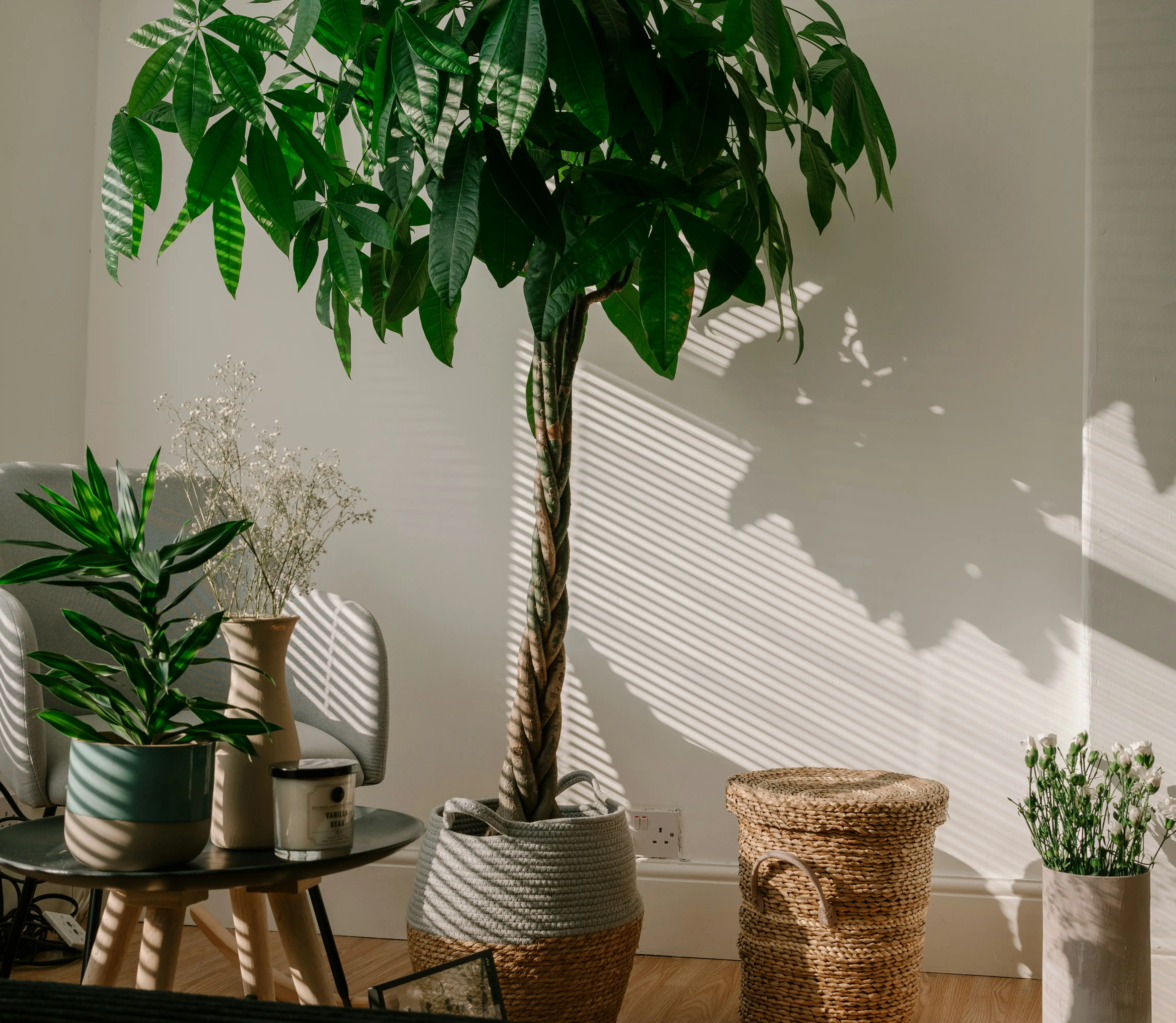 Tall Indoor House Plants : 5 Majestic Picks