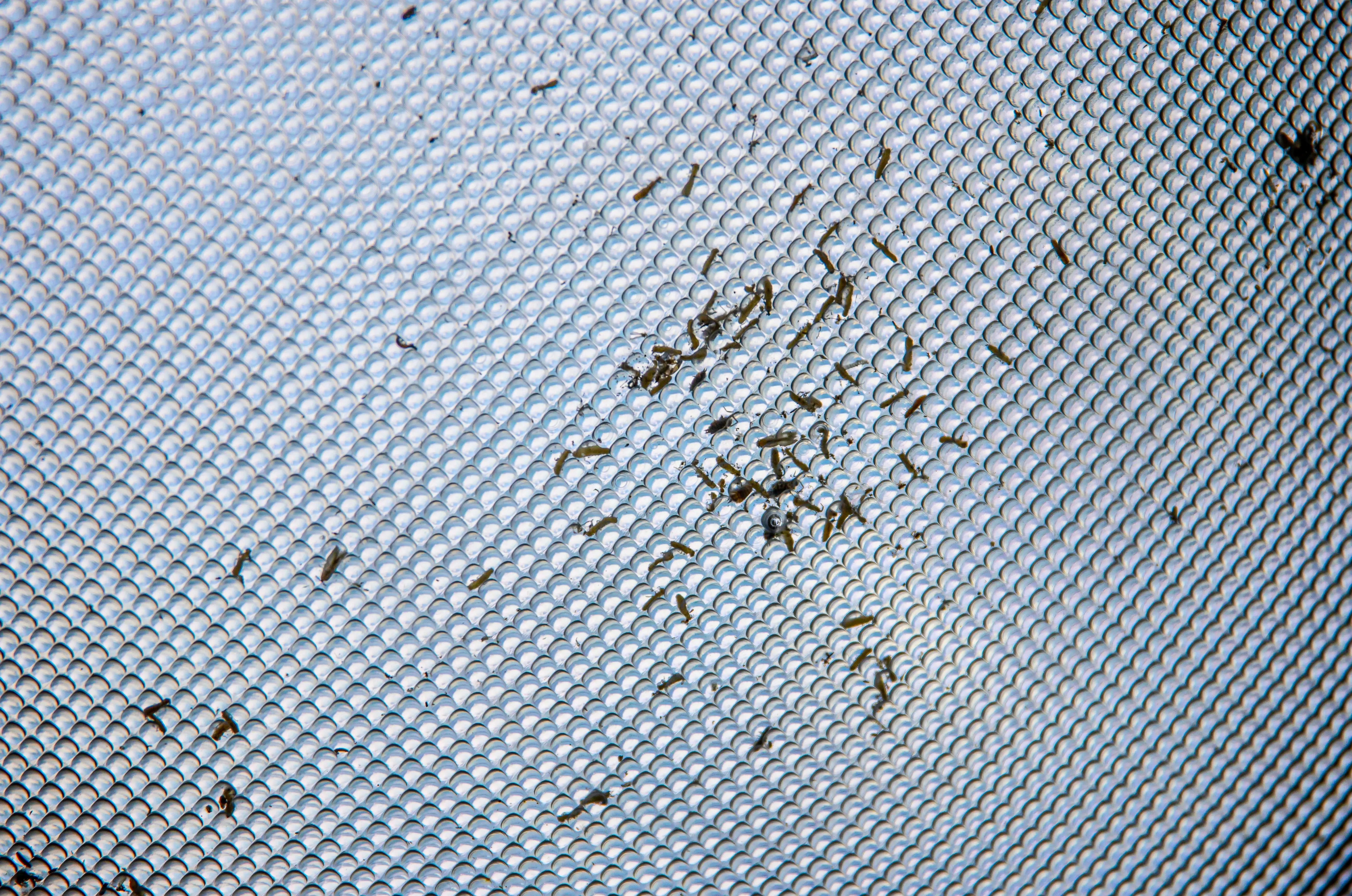 do palmetto bugs fly Detailed close-up of small insects trapped on a gray textured mesh surface.