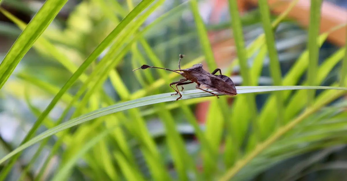 can palmetto bugs fly