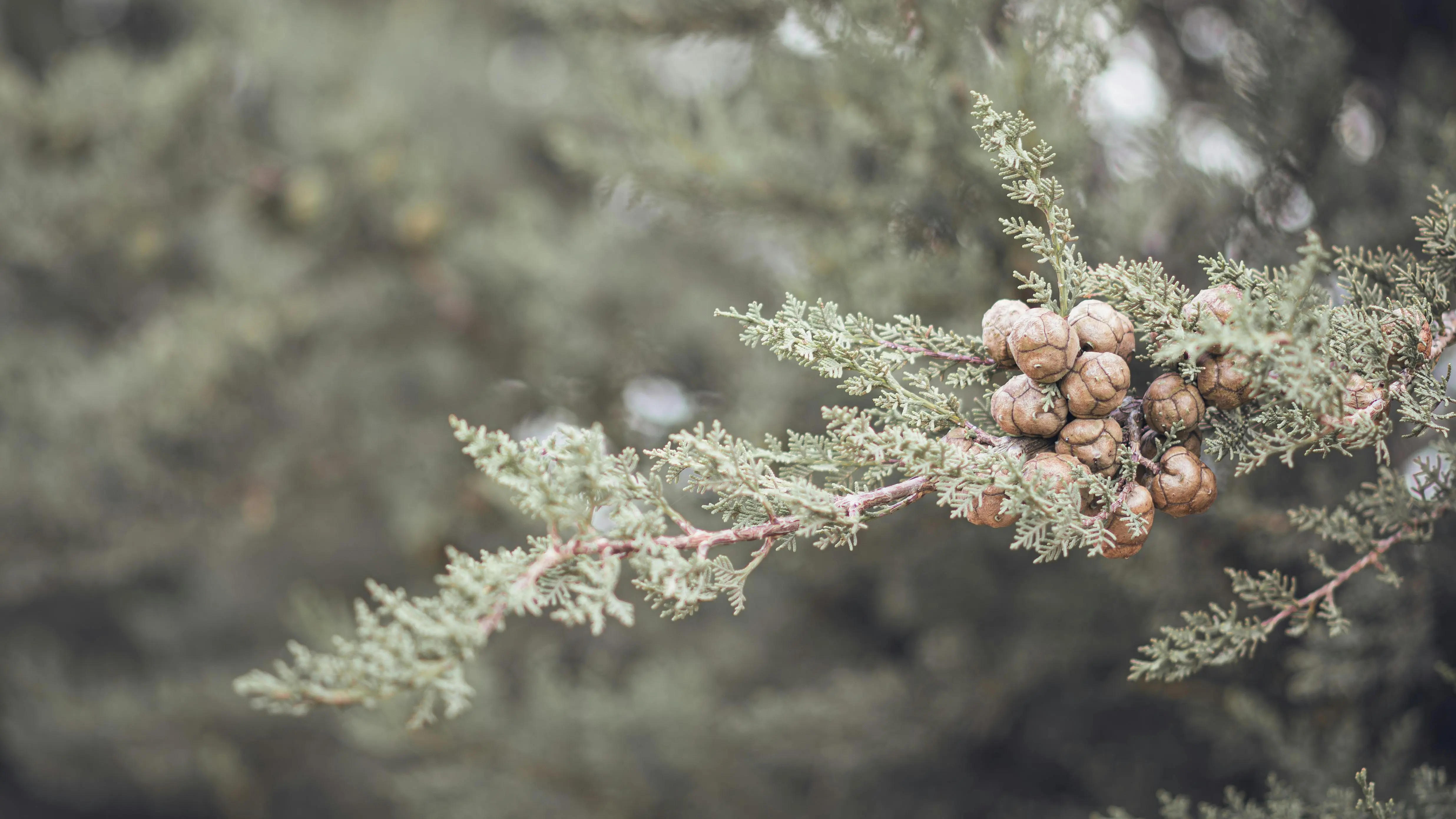 lemon cypress conifer Detailed shot of cypress cones on an evergreen branch, capturing nature's elegance.