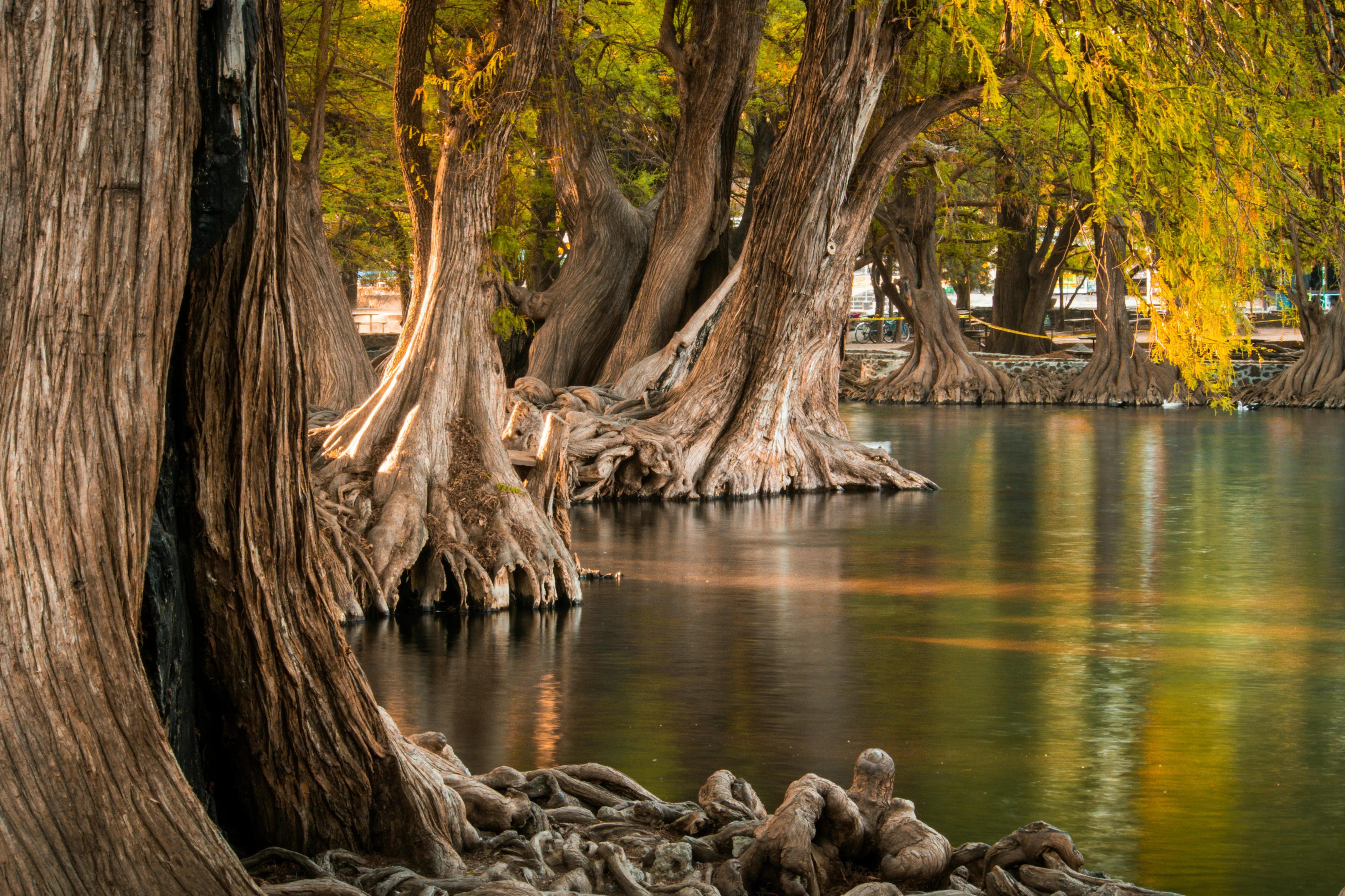lemon cypress conifer Majestic cypress trees by a tranquil lake in Michoacán, Mexico, capturing nature's beauty.
