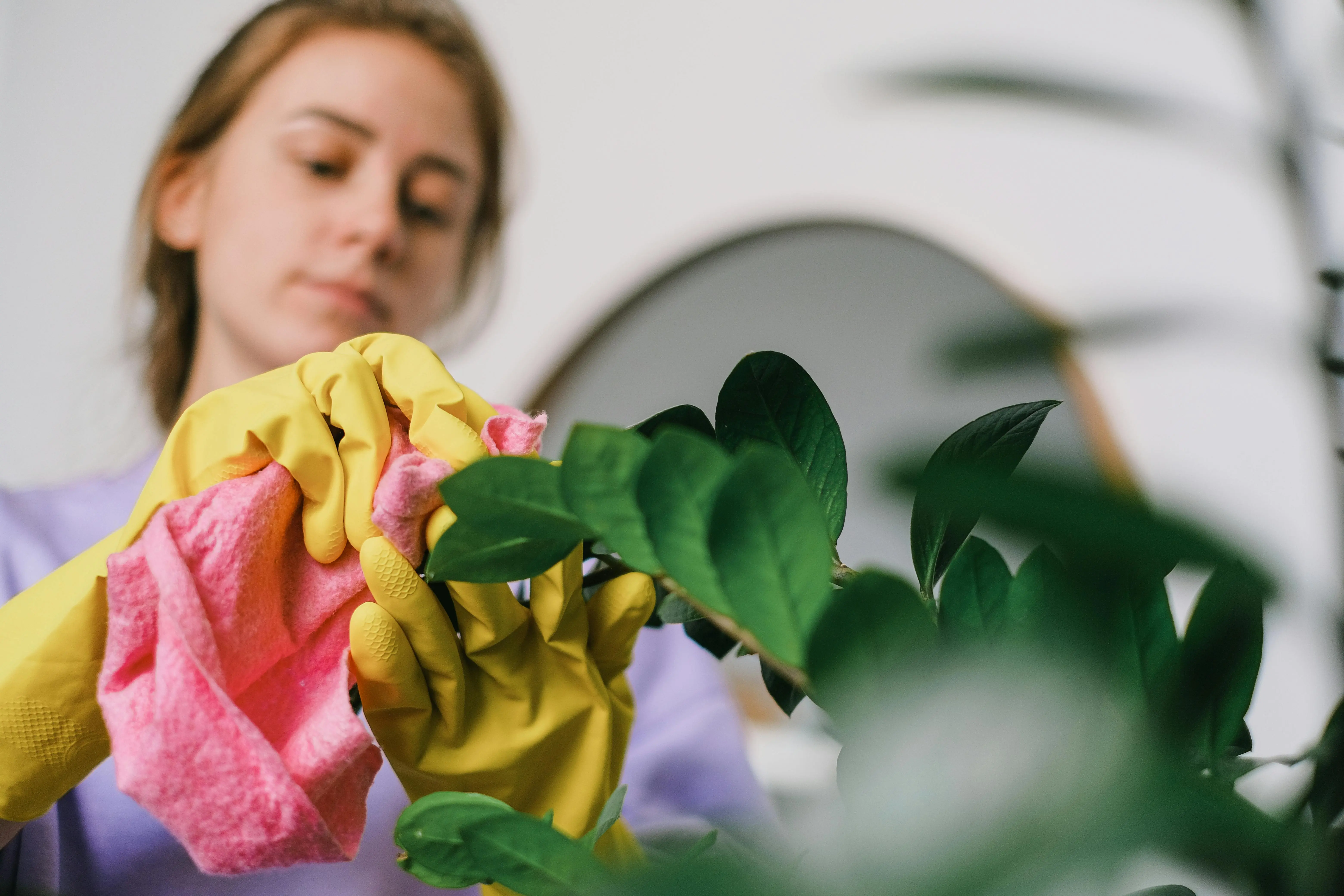 clean with green A woman cleans indoor plant leaves with gloves and cloth, focusing on plant care.