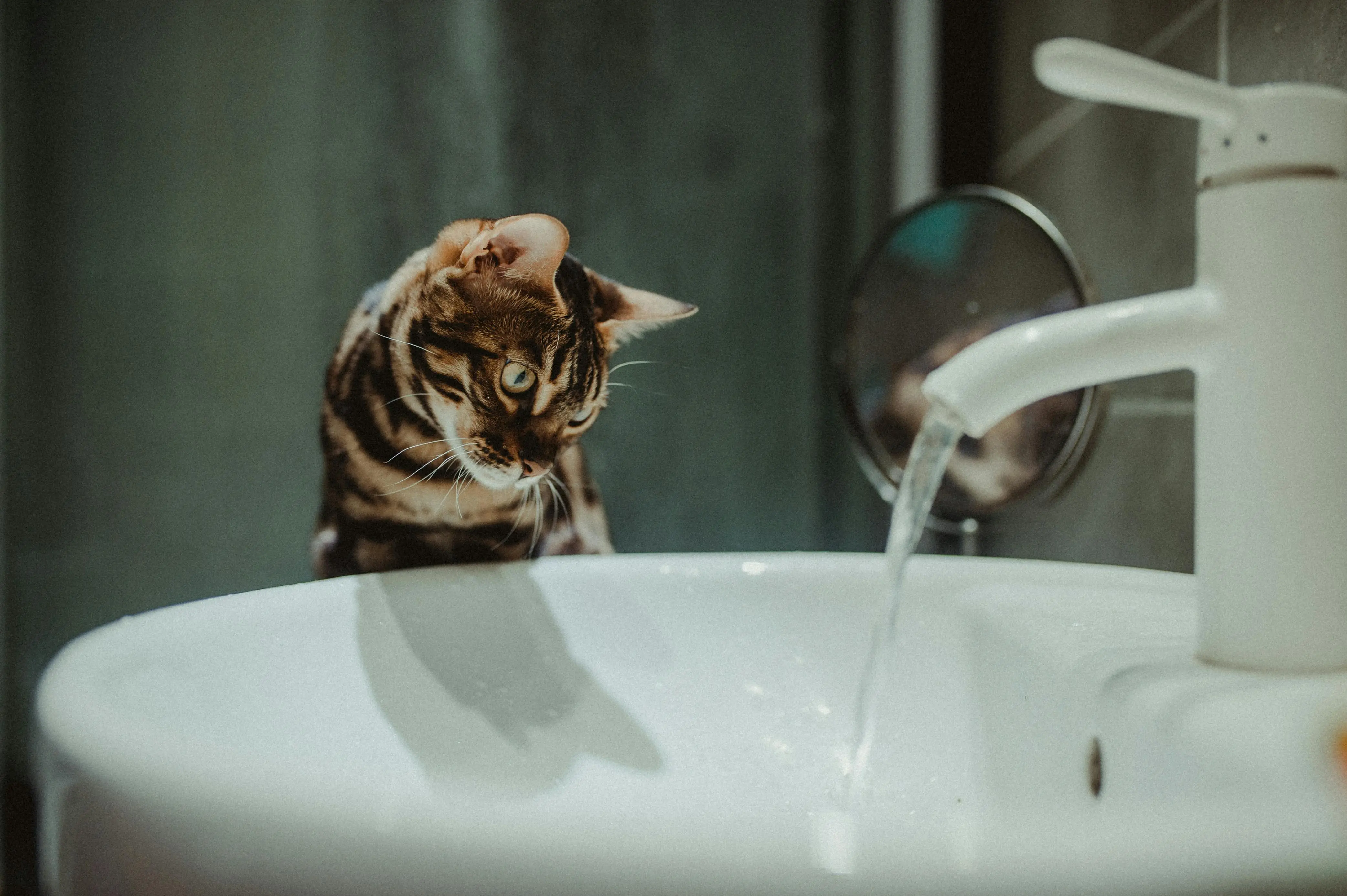 how to fix a leaky faucet single handle A Bengal cat attentively watches water flowing from a bathroom faucet, showcasing curiosity.