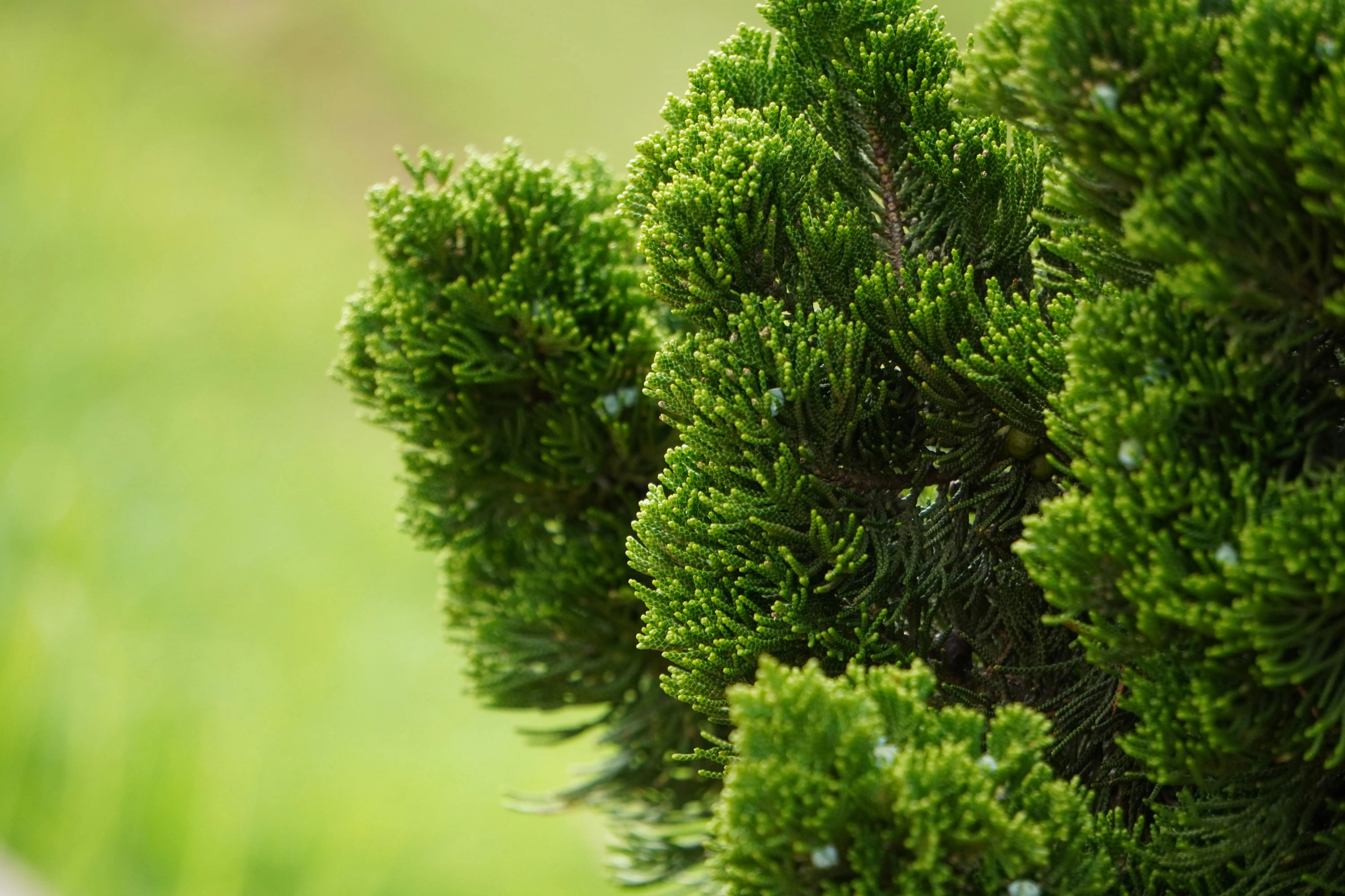 lemon cypress conifer Close-up of a lush Hinoki Cypress displaying vivid green foliage in a serene garden environment.