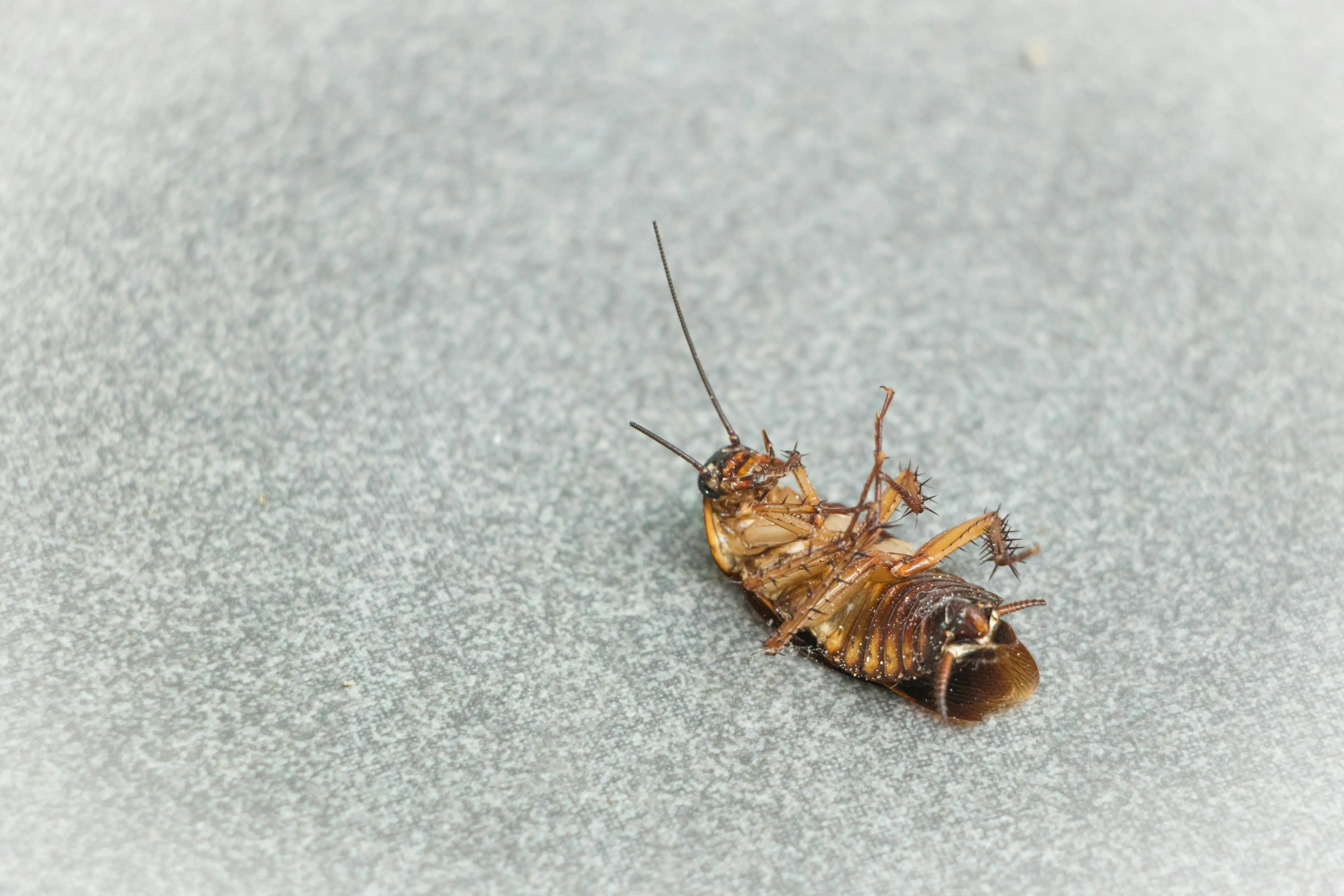 can palmetto bugs fly High detail image of a dead cockroach on a light surface.