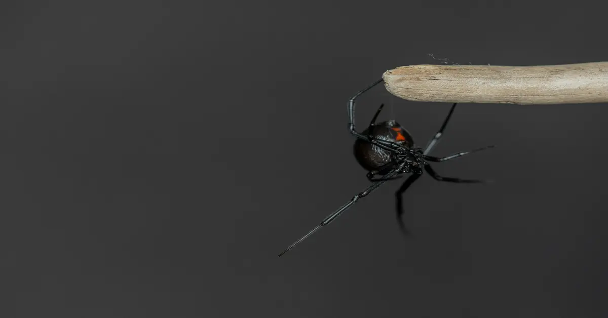 how to get rid of black widows
