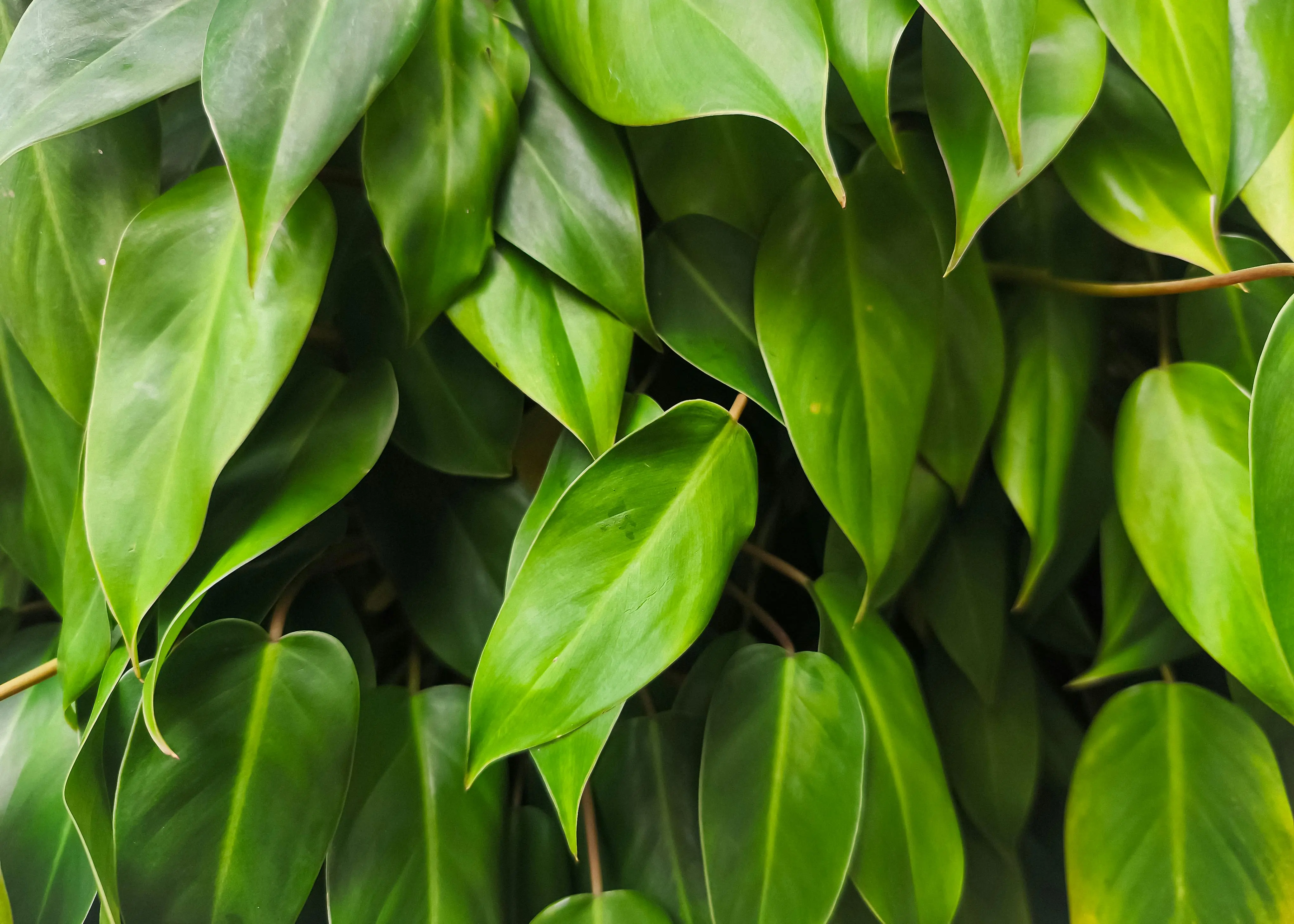 tall indoor house plants Close-up view of lush green Philodendron leaves, showcasing vibrant plant life.