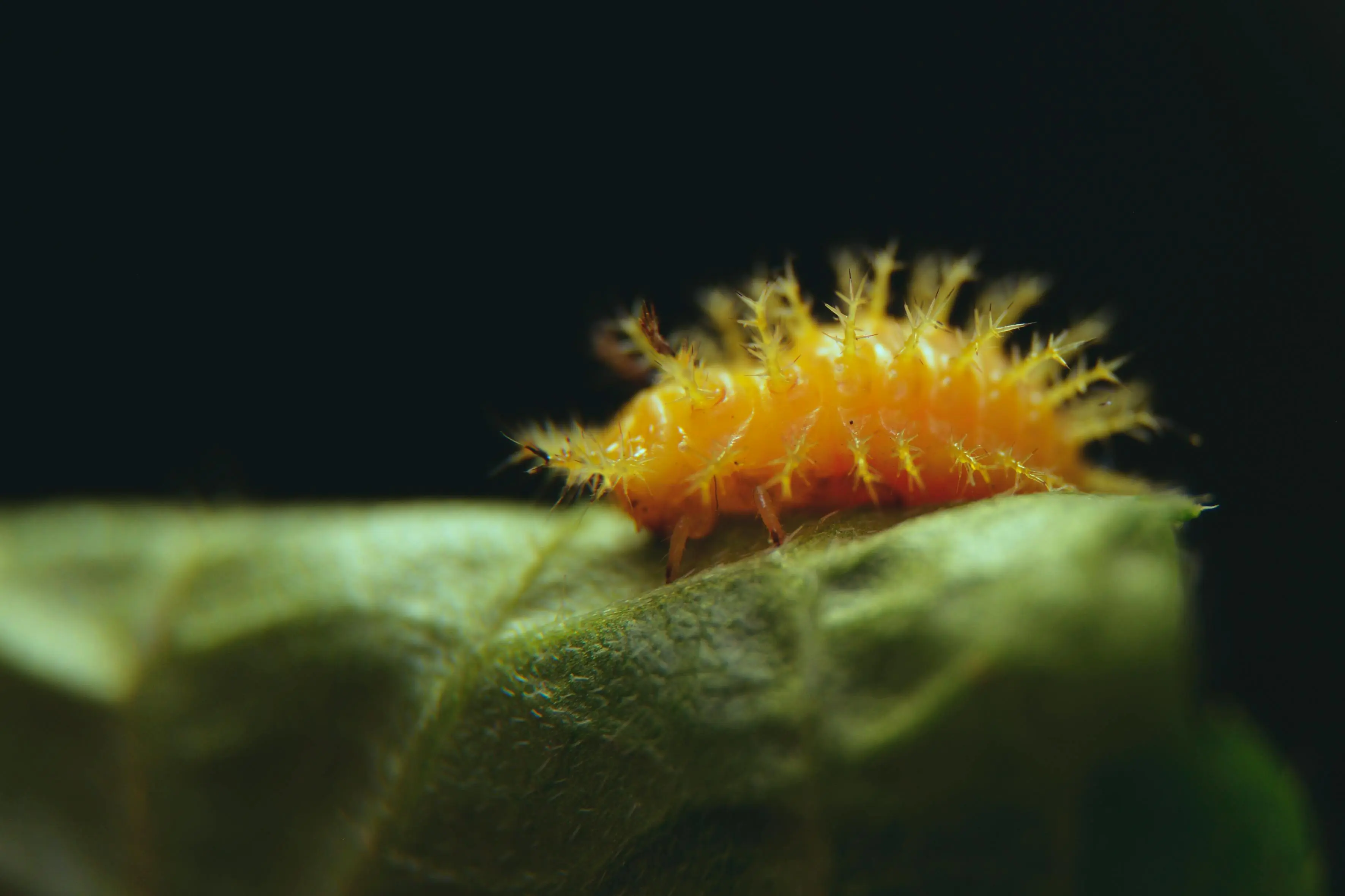 what do woodpeckers eat Close-up image of an orange beetle larva on a green leaf against a dark background.