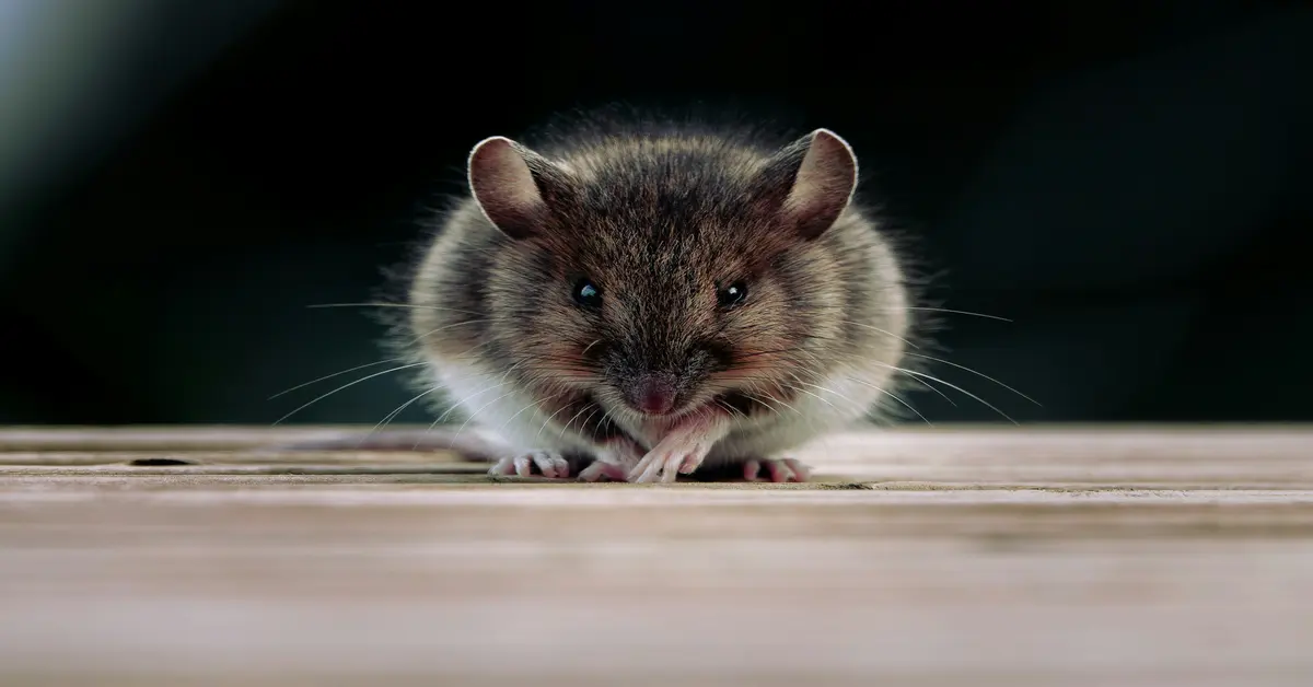 just one bite rat poison