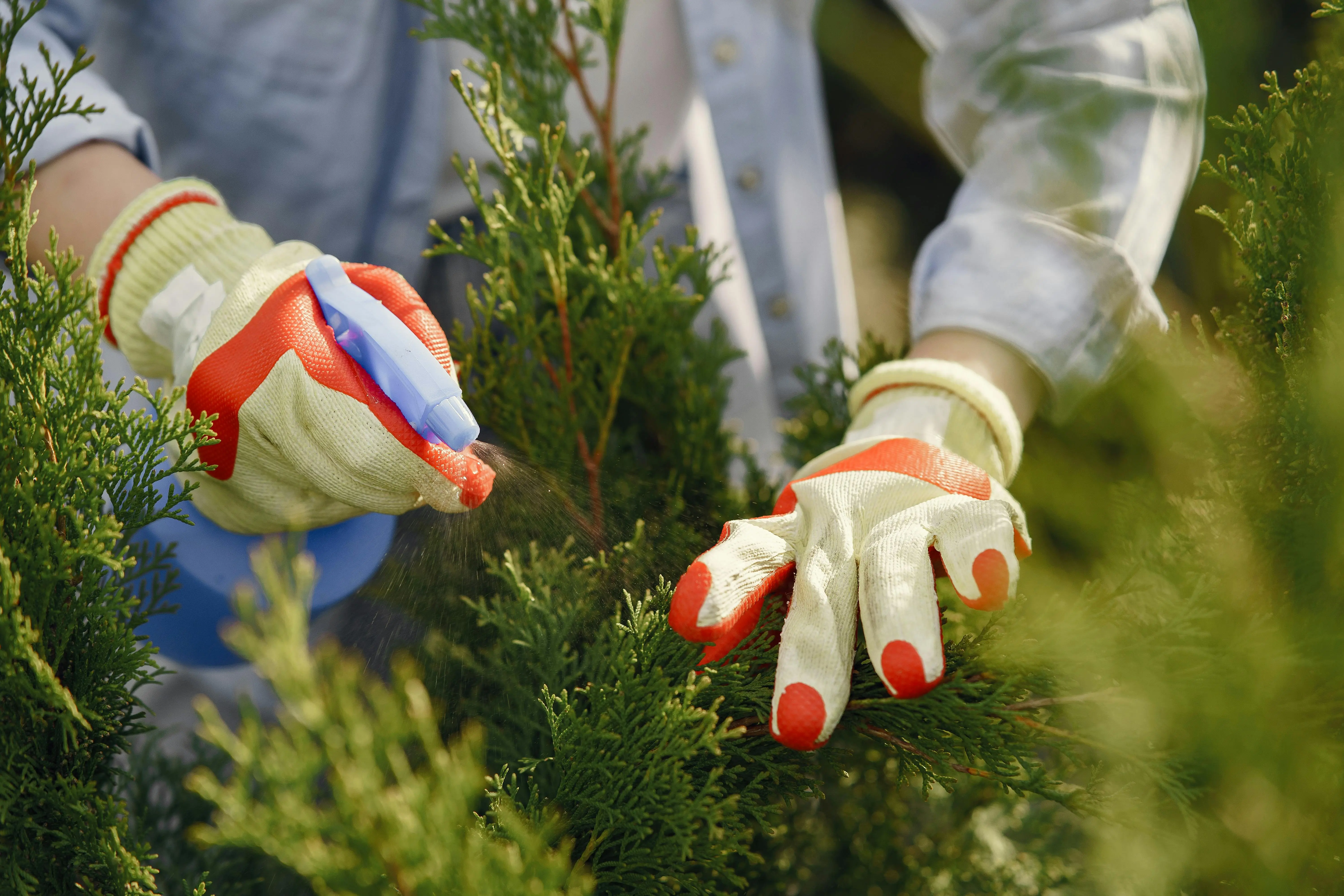 lemon cypress conifer Close-up of gardener's hands wearing gloves, spraying green plants outdoors.